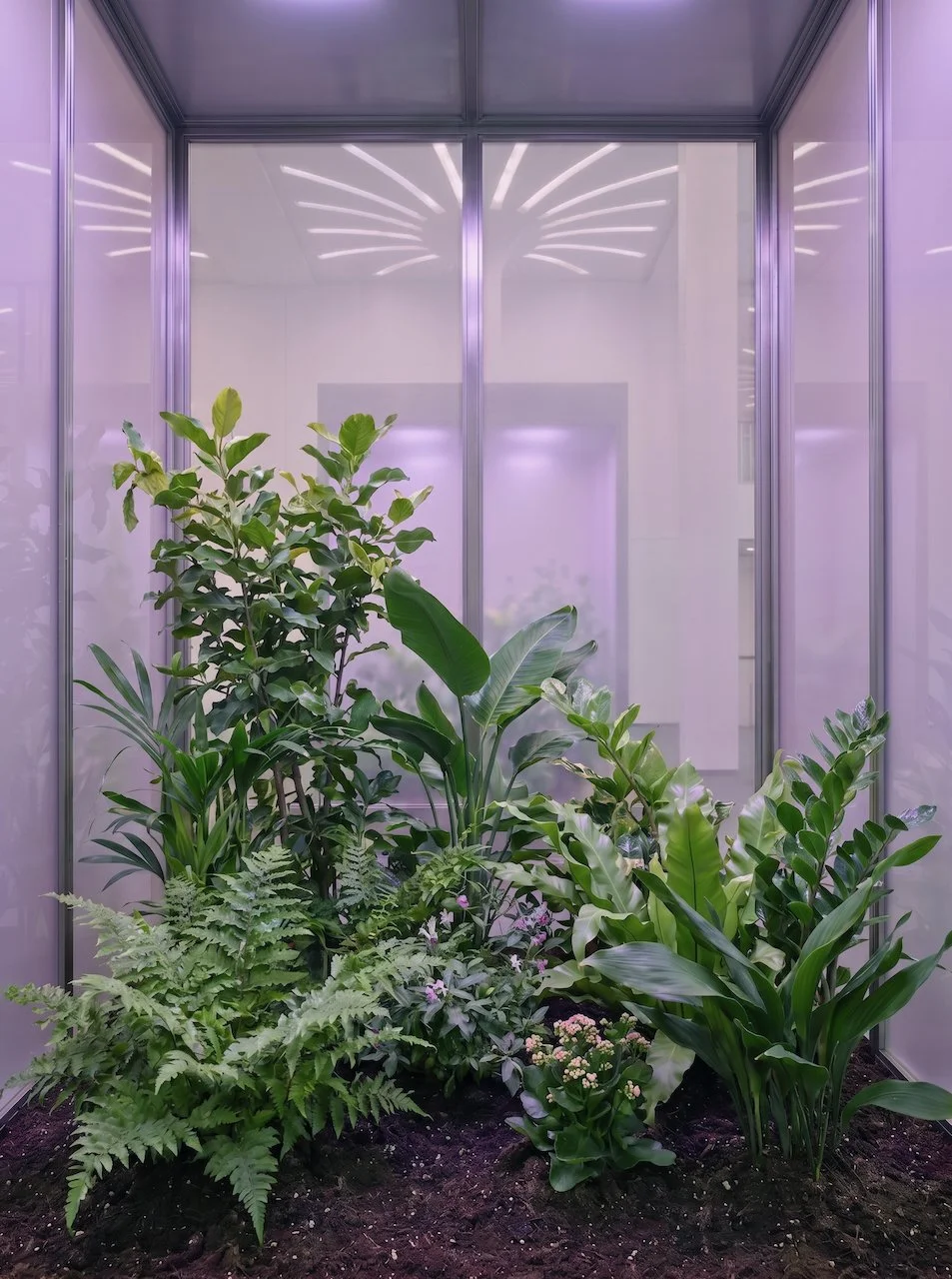 Still an Oasis 2026 plants view 5.jpeg
