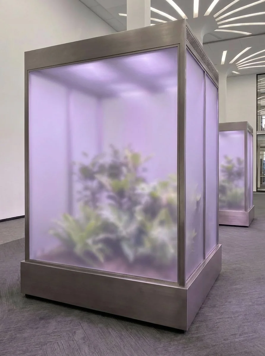 Still an Oasis 2026 plants view 3.jpeg