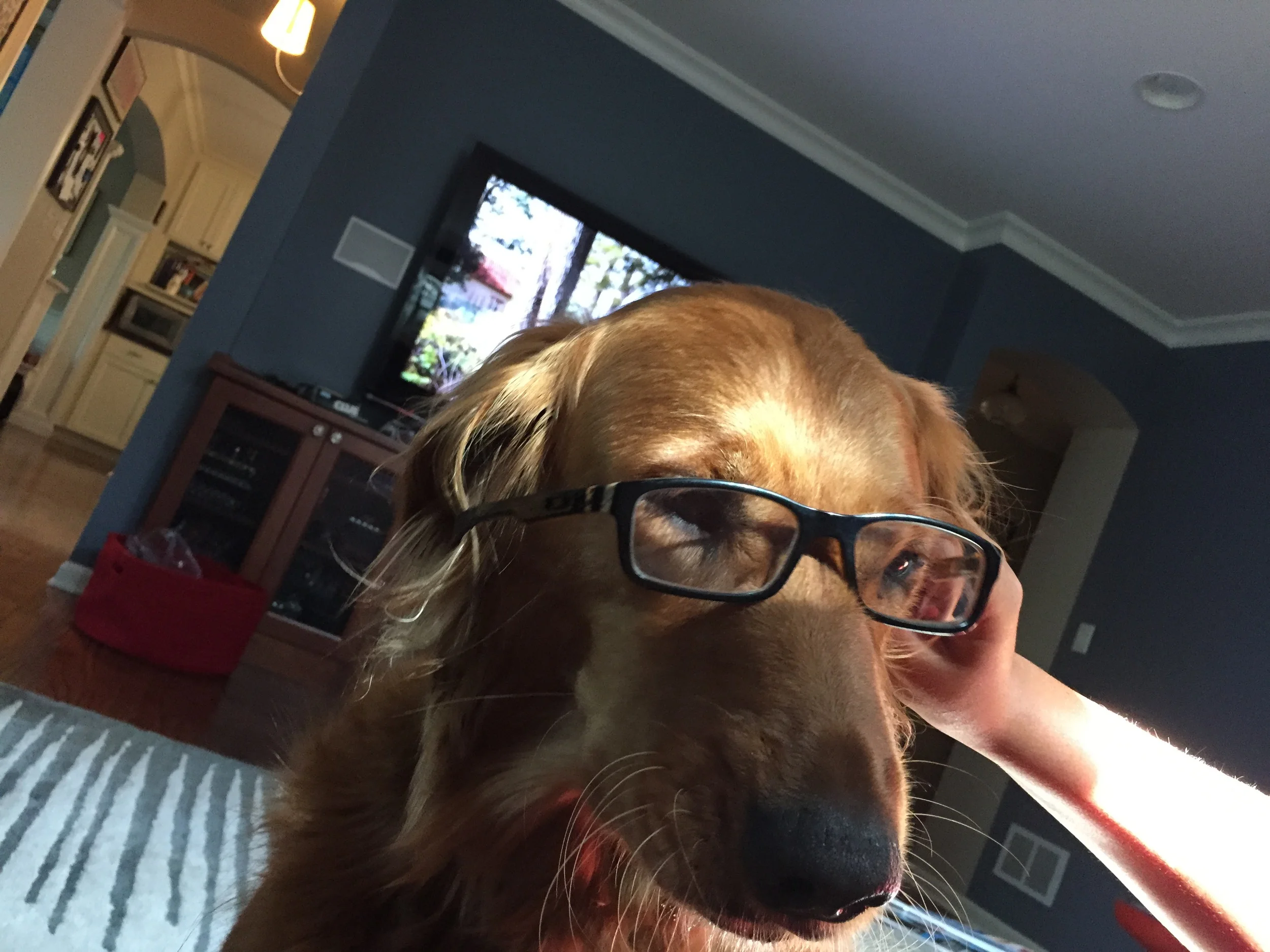 Studious Dog