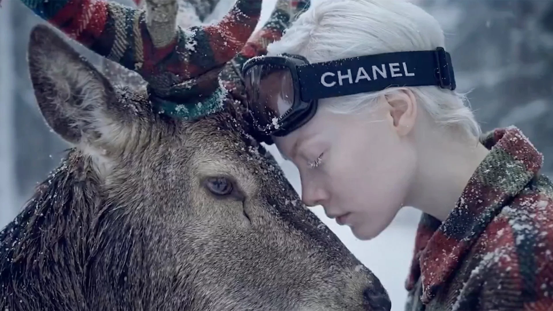 Emotional Wildlife I An AI Short Video