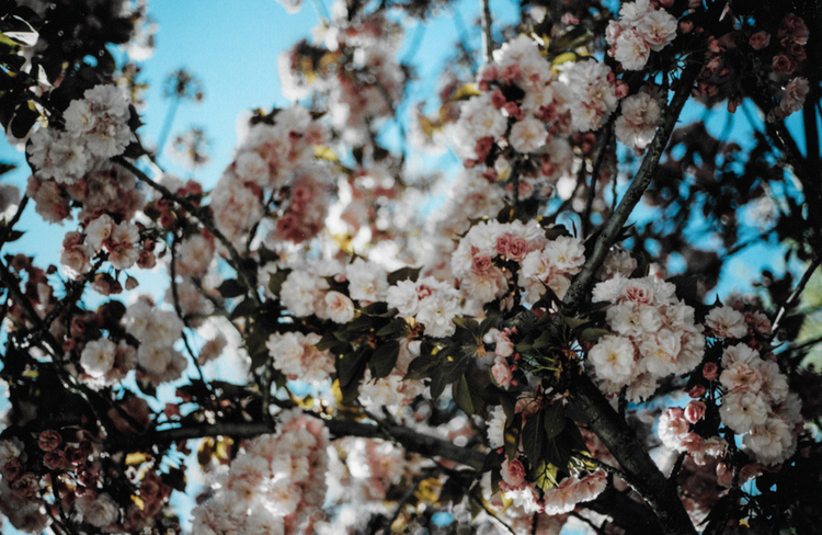 Cherry Blossoms.