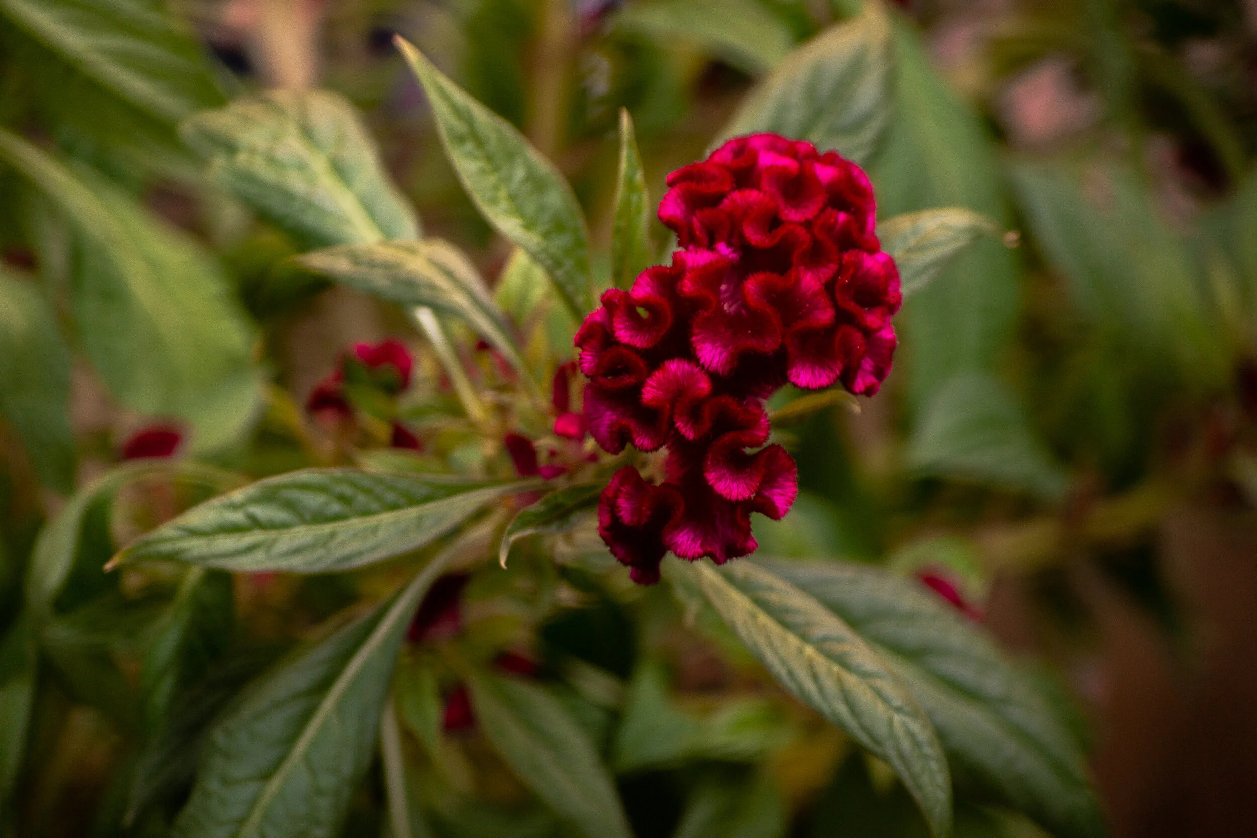 flowers-1.jpg