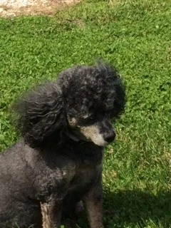 Big wagging tail thanks to the sweet Violet and her mom Dale.