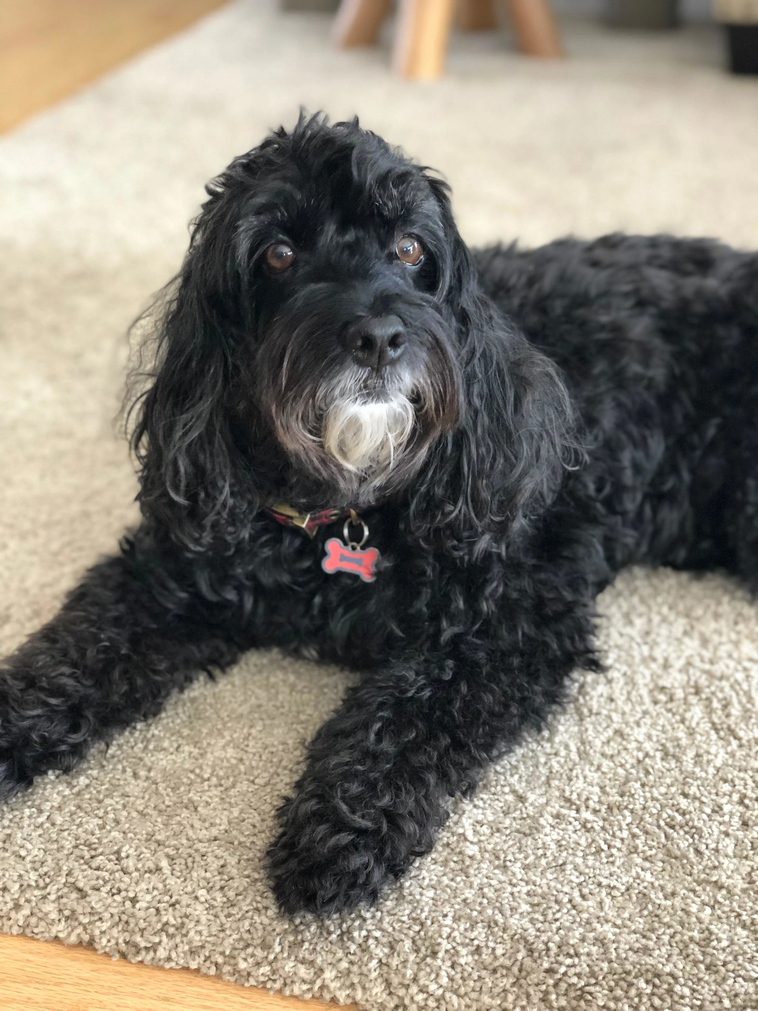 Remembering Lucy