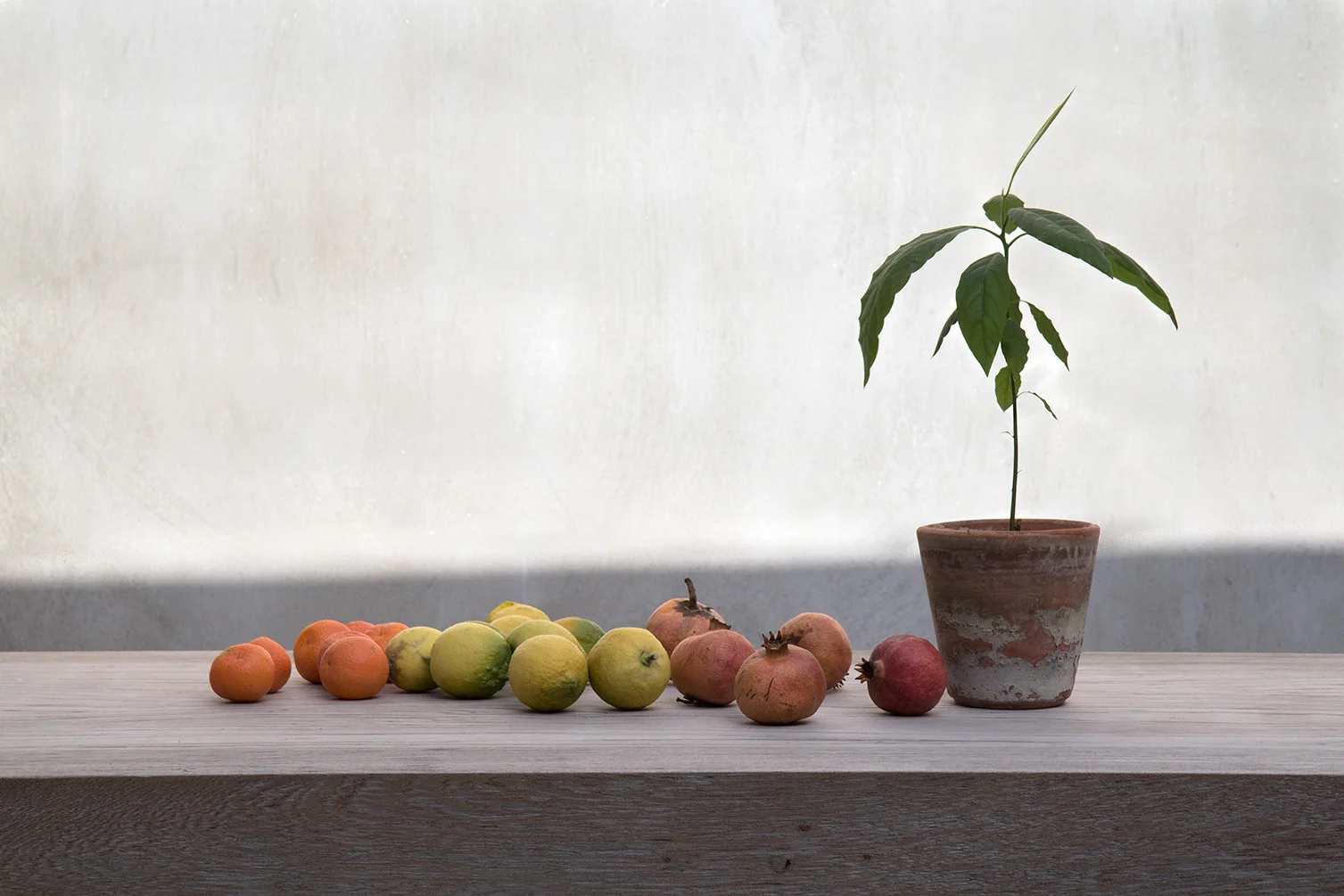 web_fruit.jpg