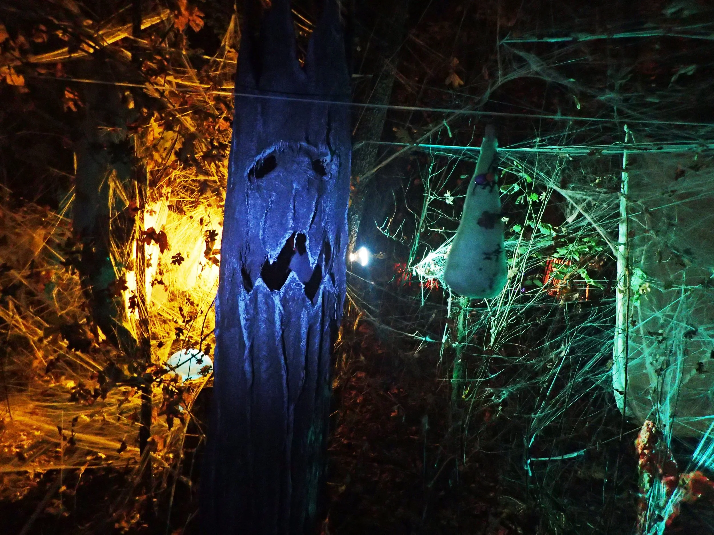 Spooky Forest.JPG