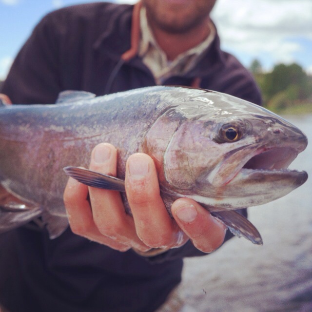 Williamson River Trout