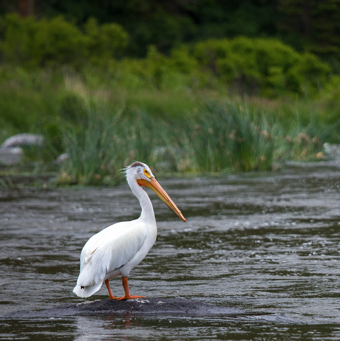 Klamath River Pelican