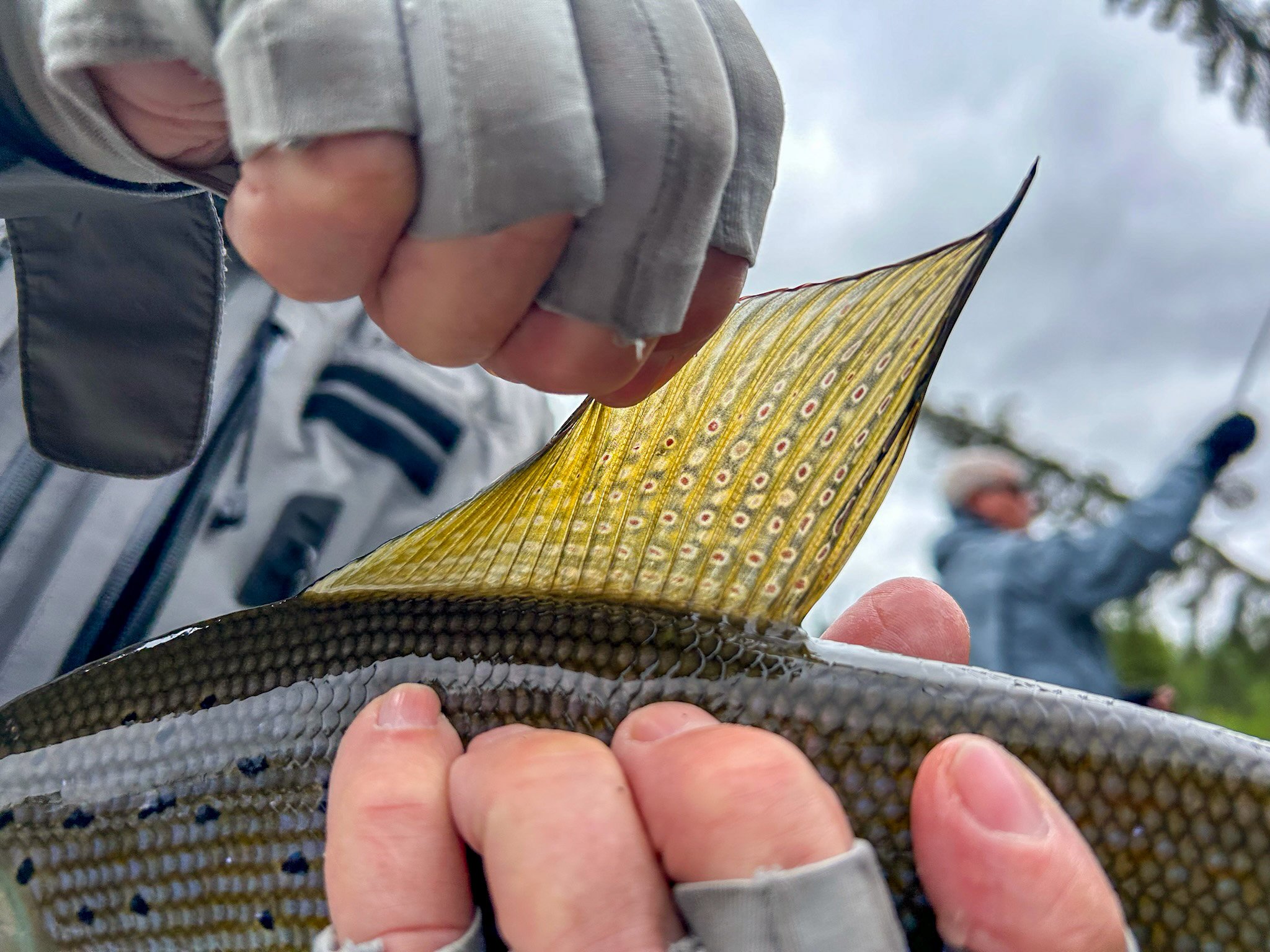 Arctic Grayling fin