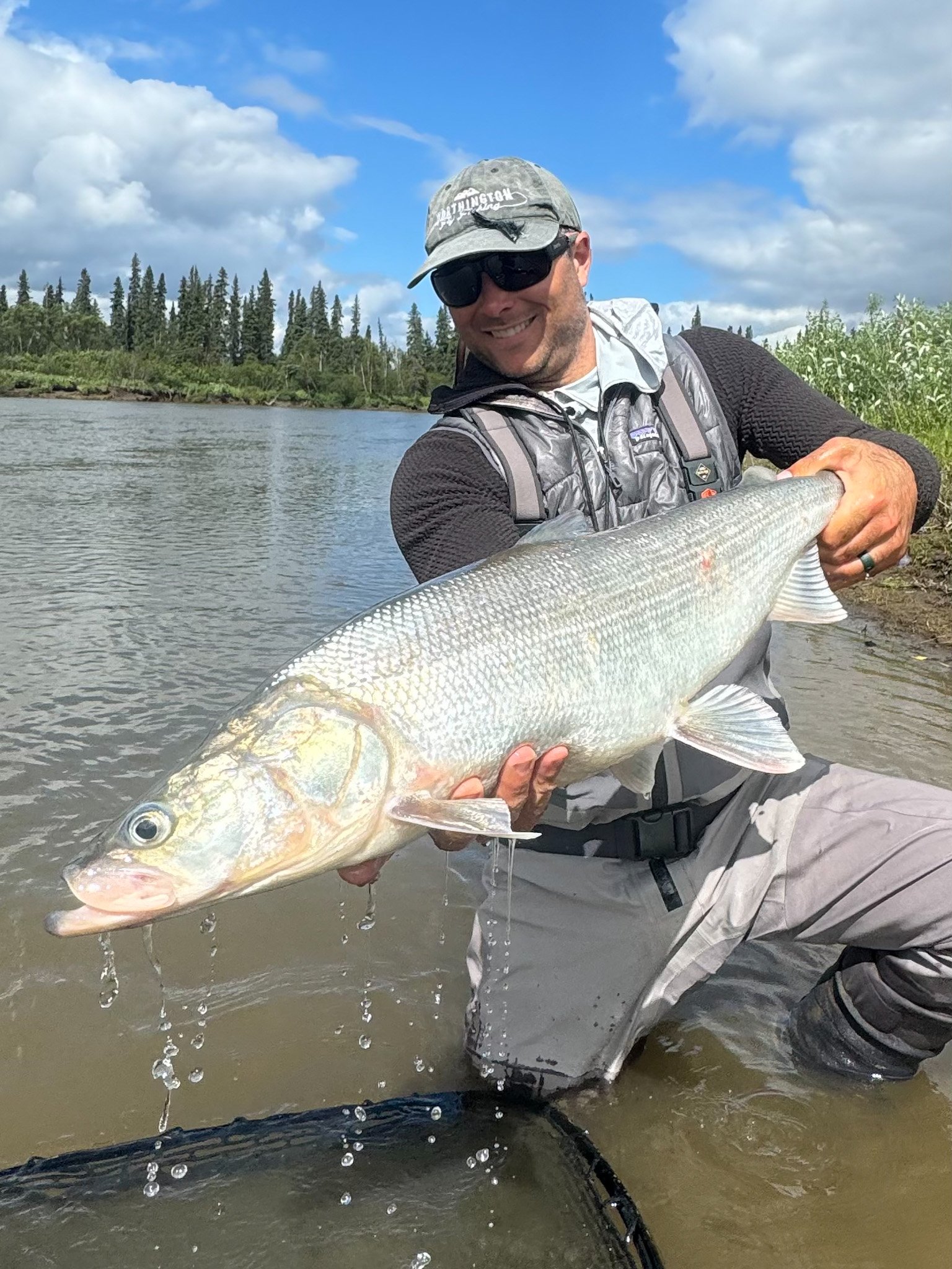 Aniak Sheefish on fly