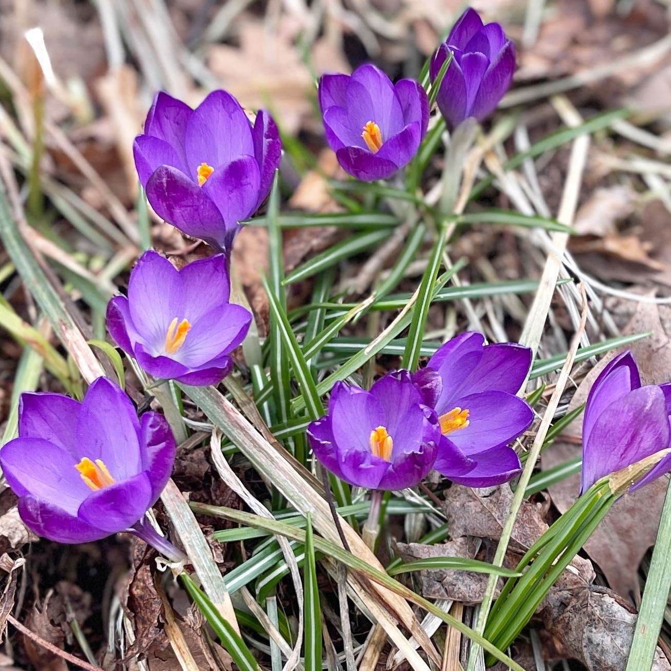While it&rsquo;s only March early signs of spring in Riverside Park this morning #springflowers