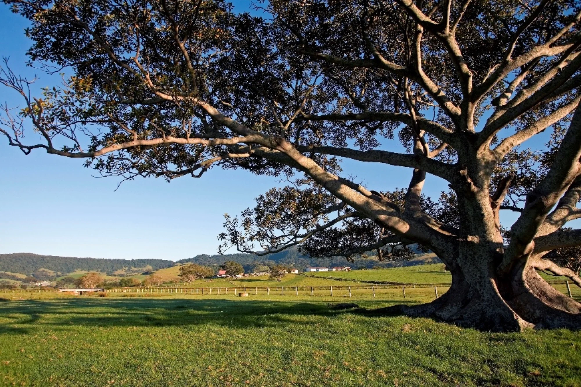 Fig Tree near the lagoon