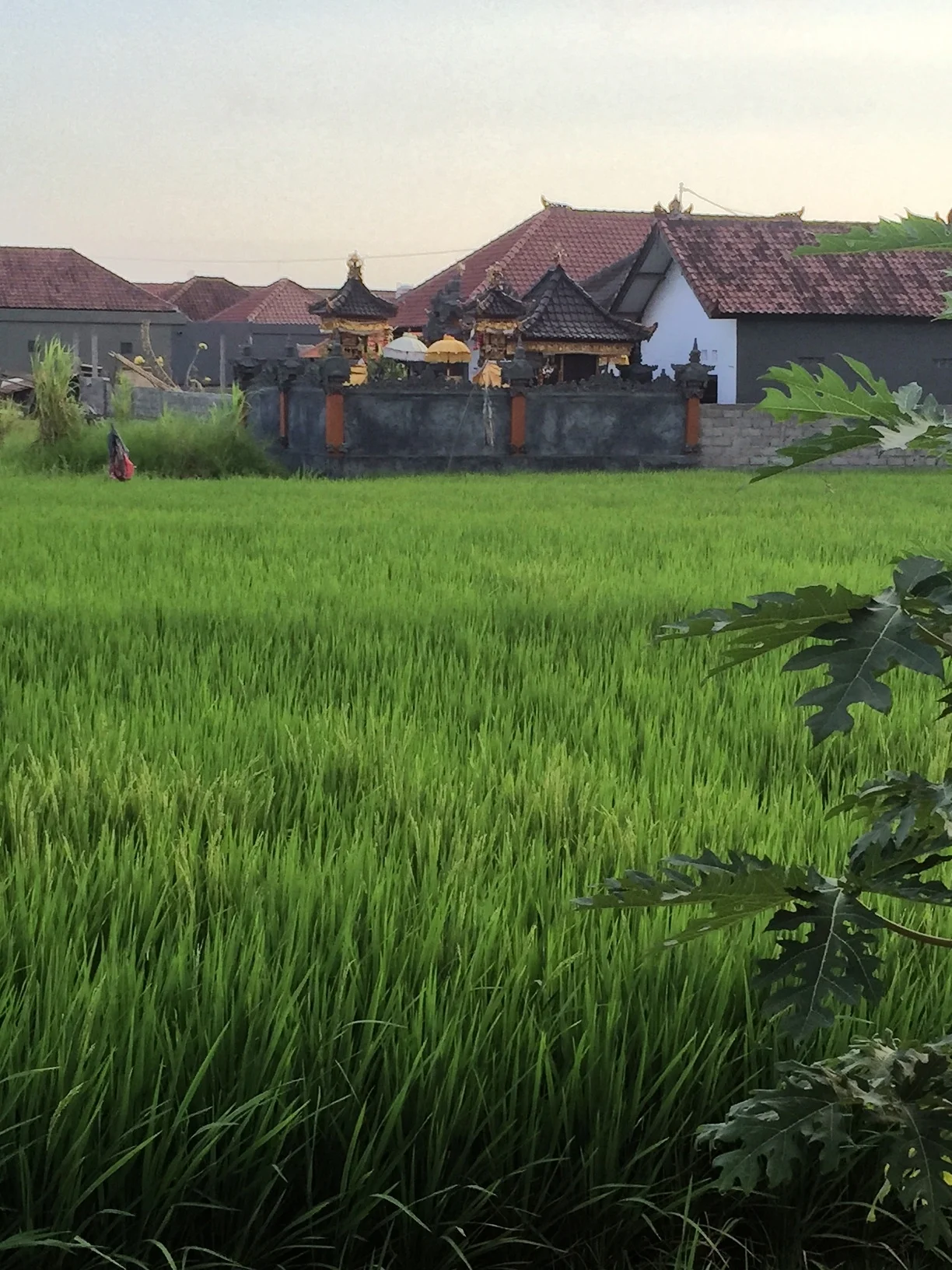 Canggu