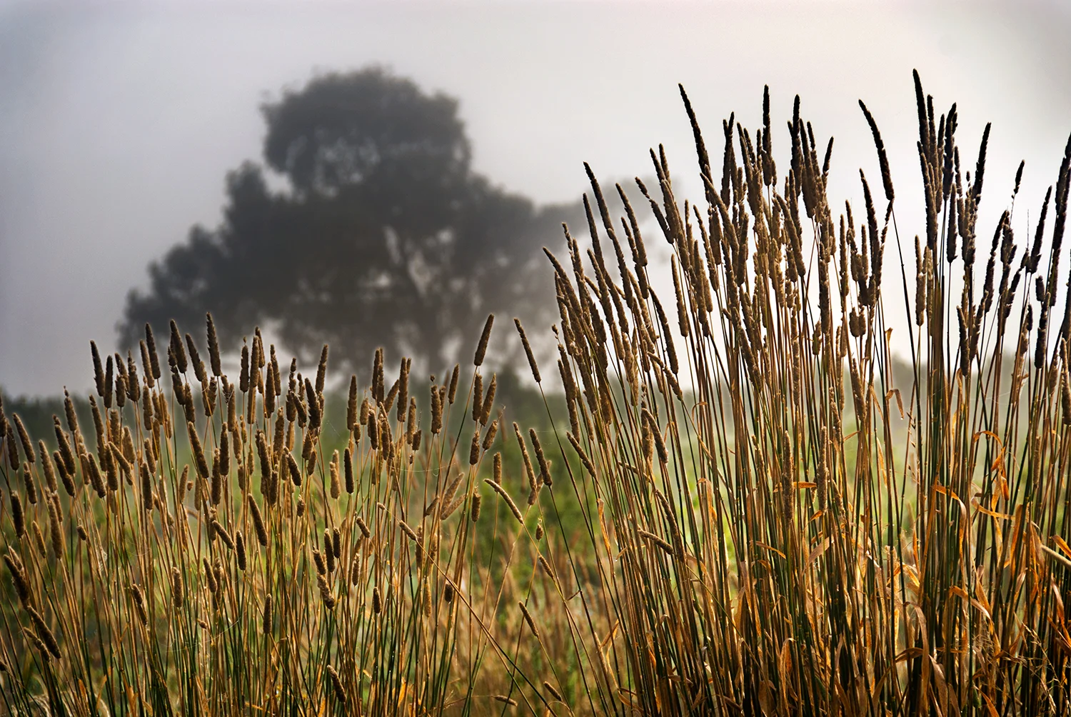 Weeds1.jpg