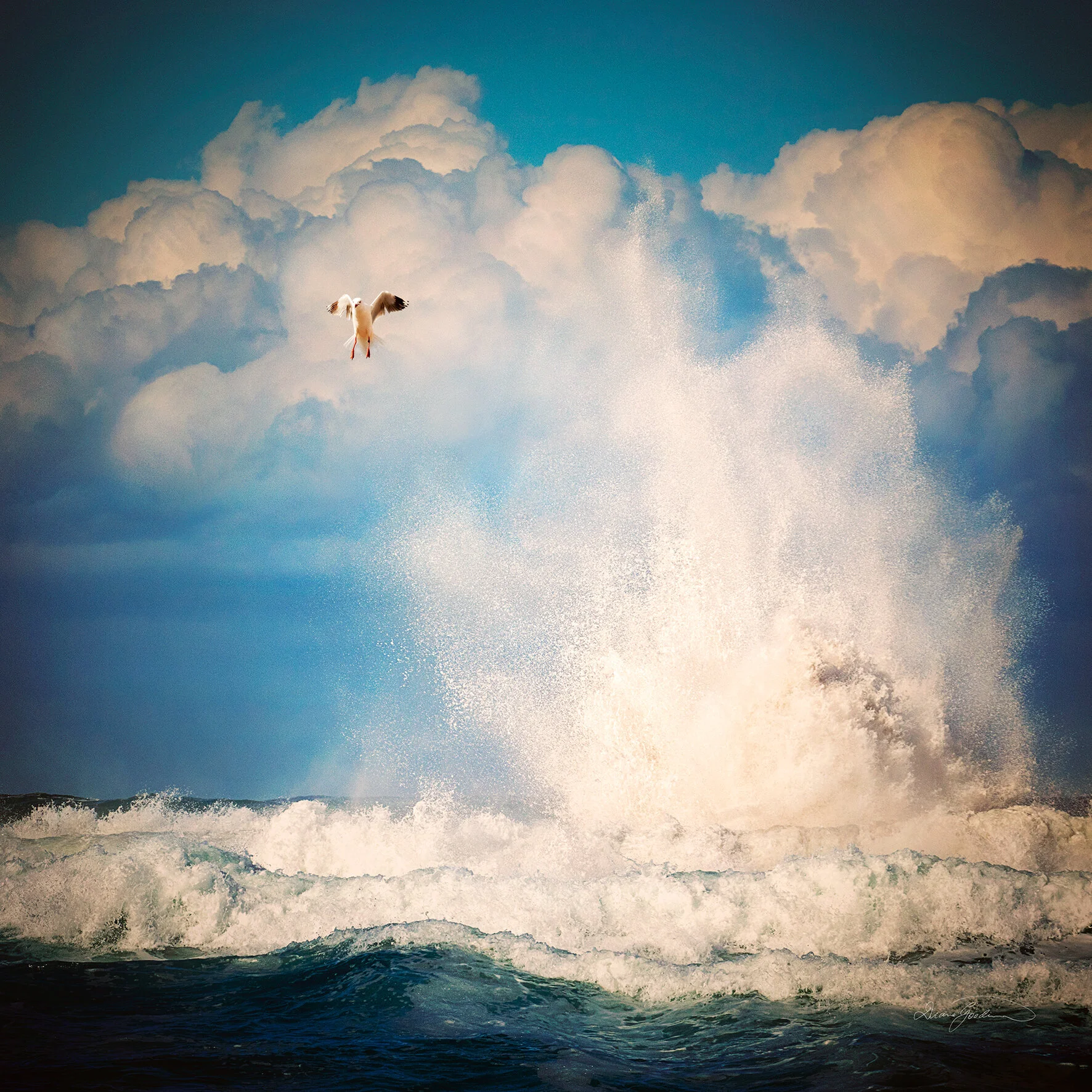 Upsurge, Werri Beach