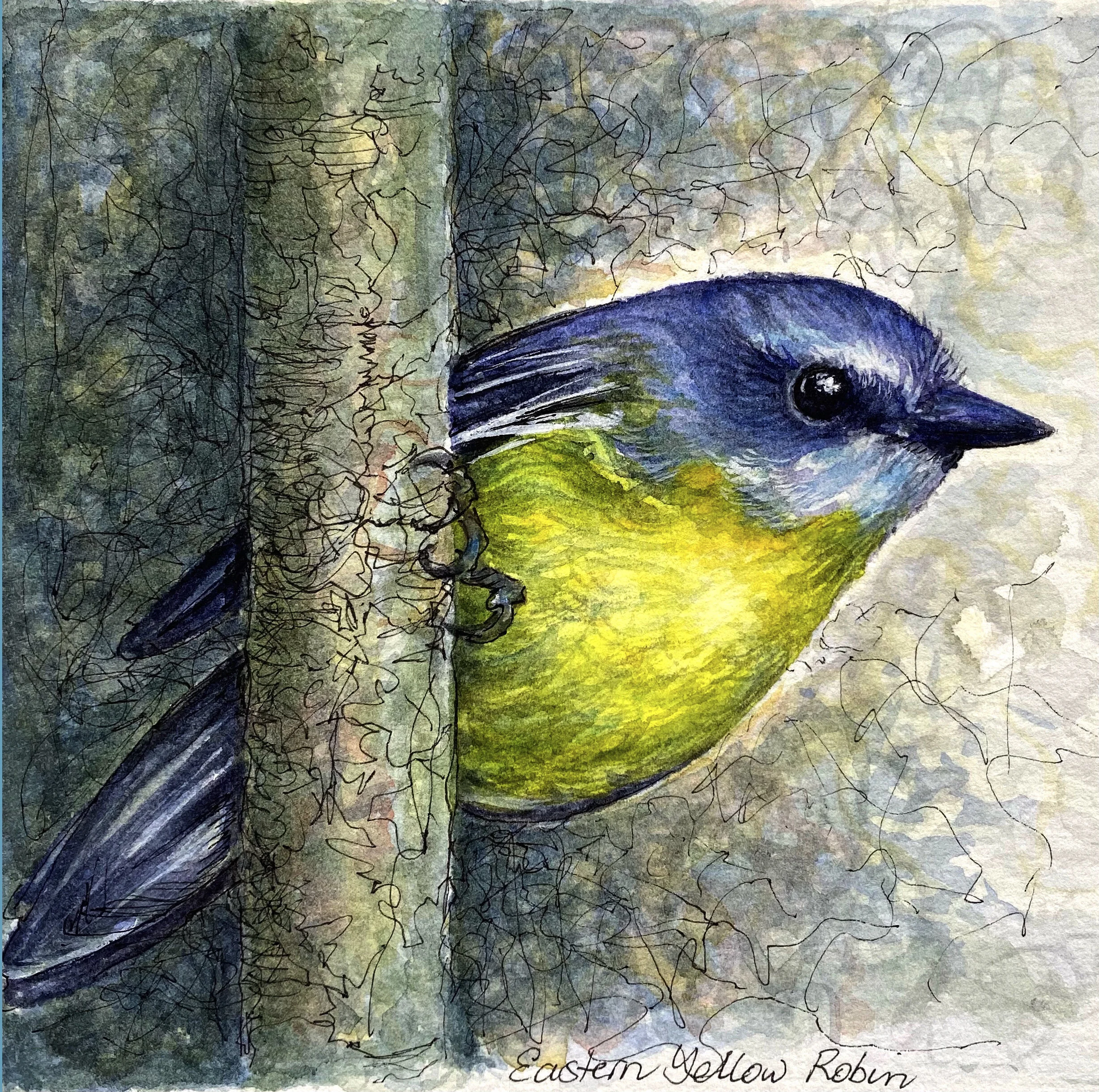 Eastern Yellow Robin: watercolour