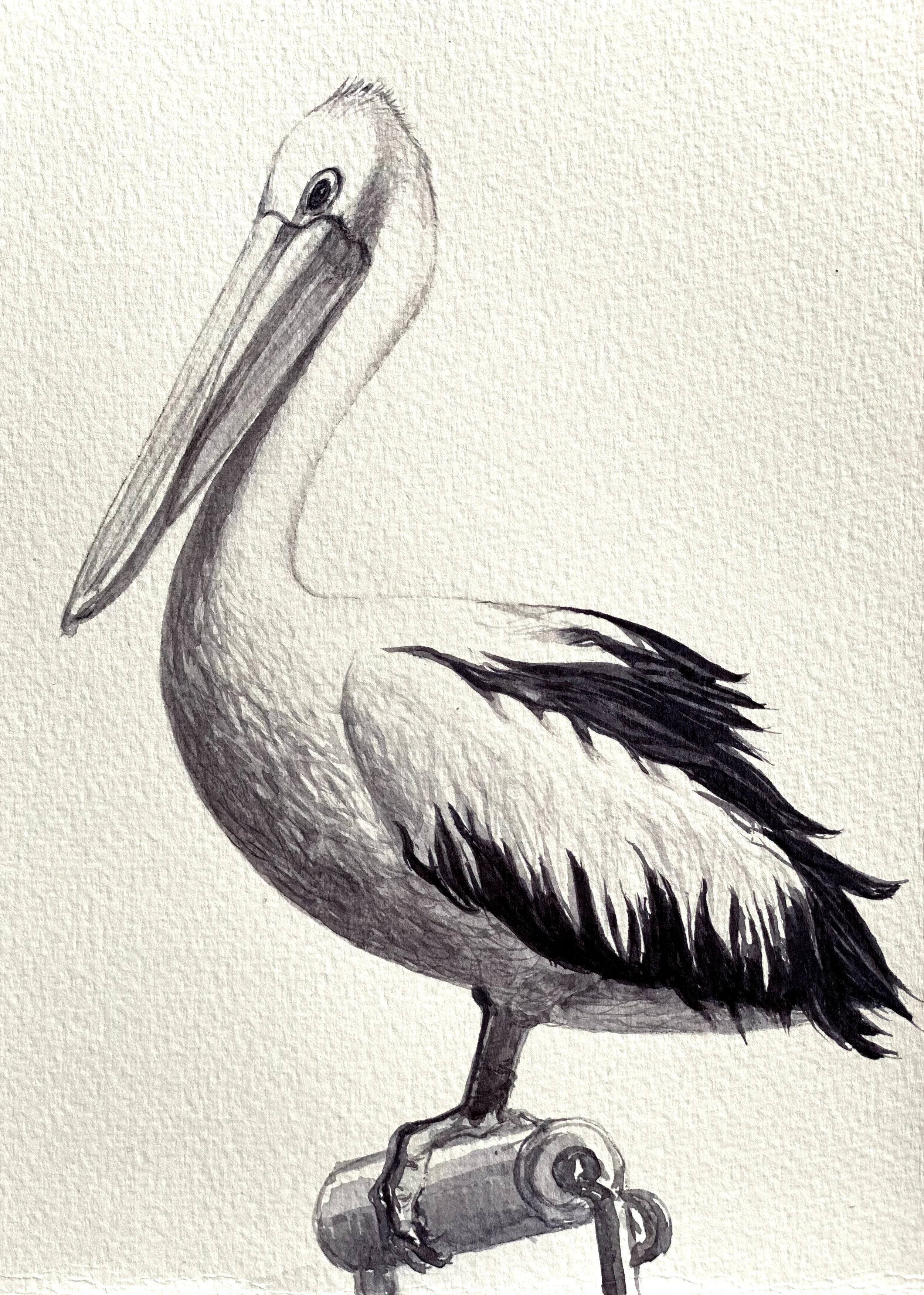 Pelican: watercolour 