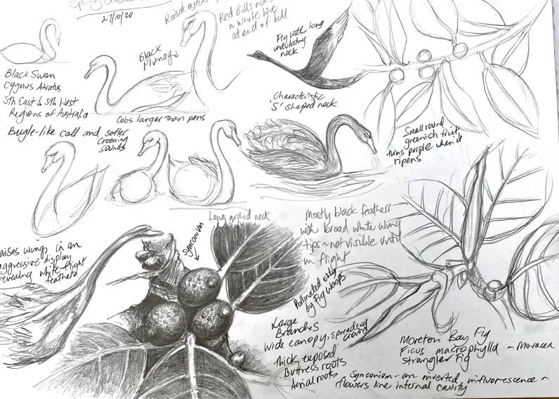 Field Study - Spring Creek Kiama: graphite