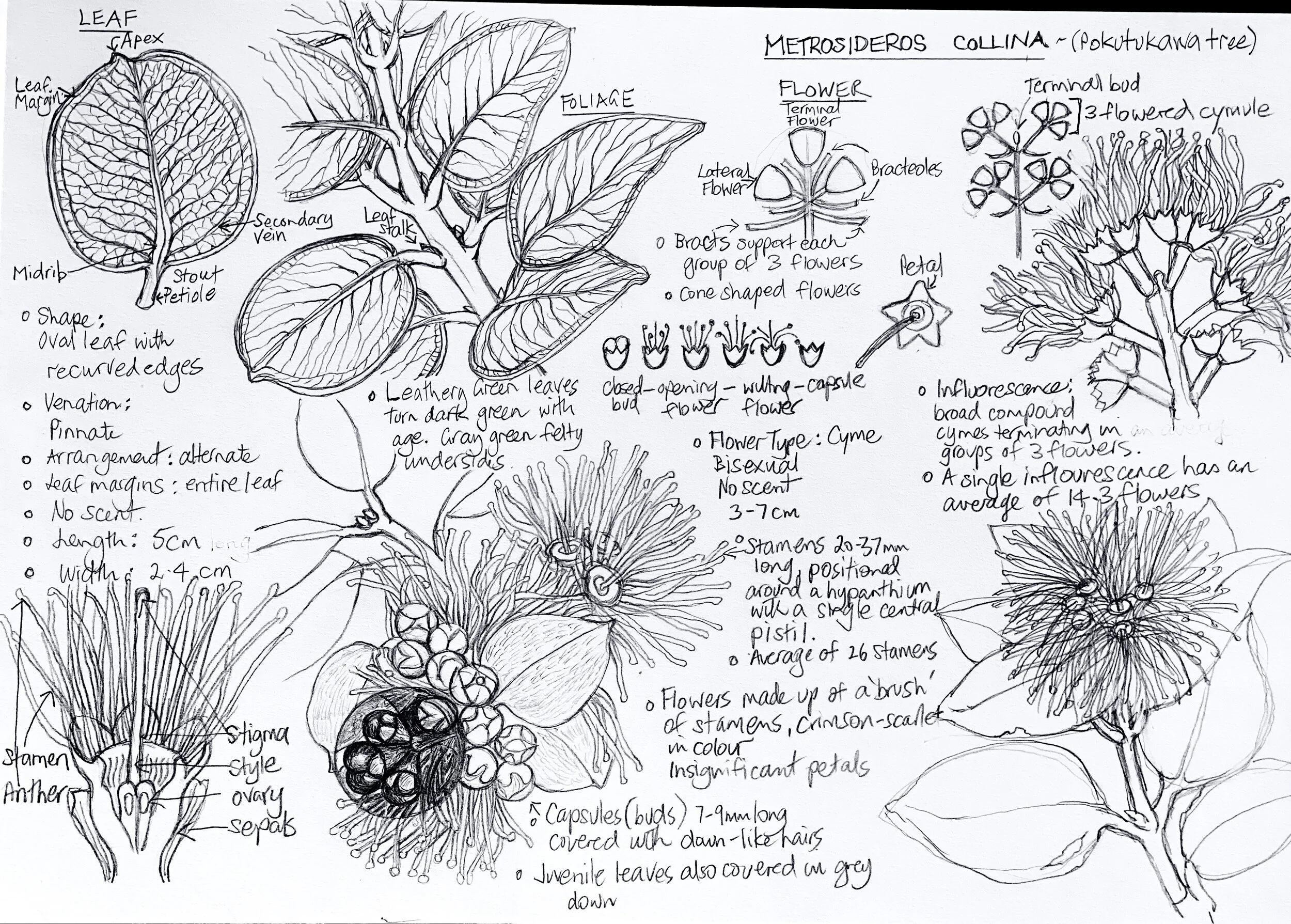 New Zealand Christmas Bush study: graphite 
