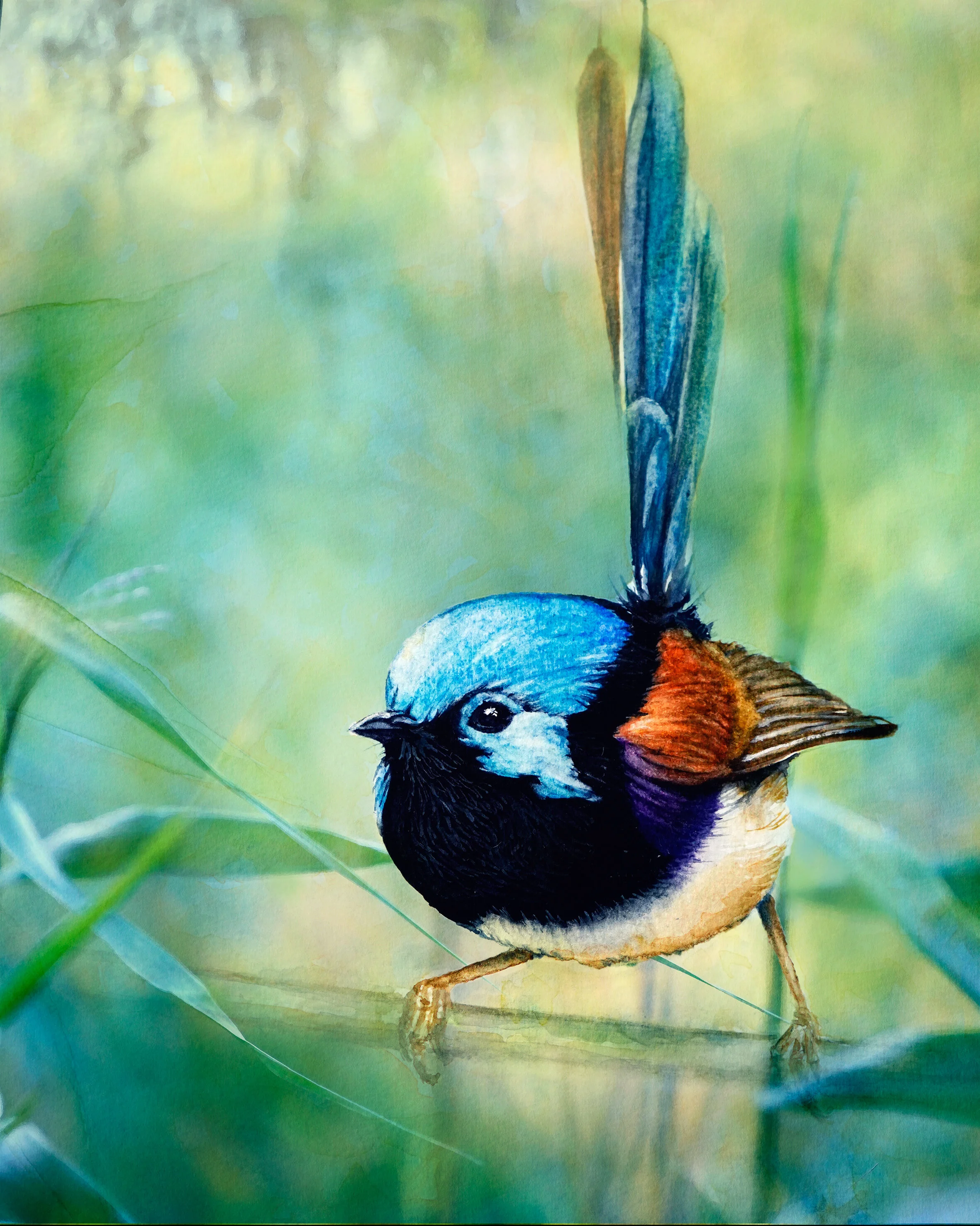 Variegated-Wren-2-Web-Size-Ref-Lachie-Hall-.jpg