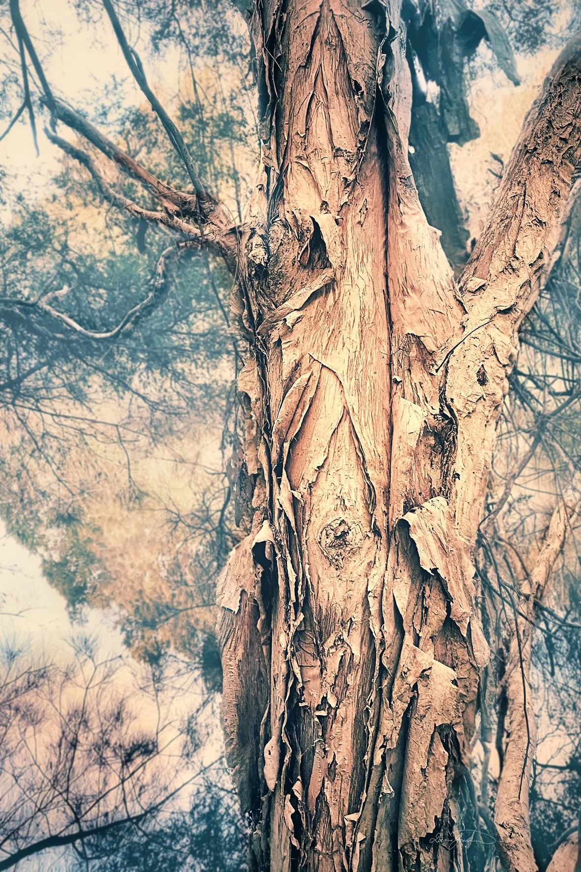 Paper Bark (Melaleuca)