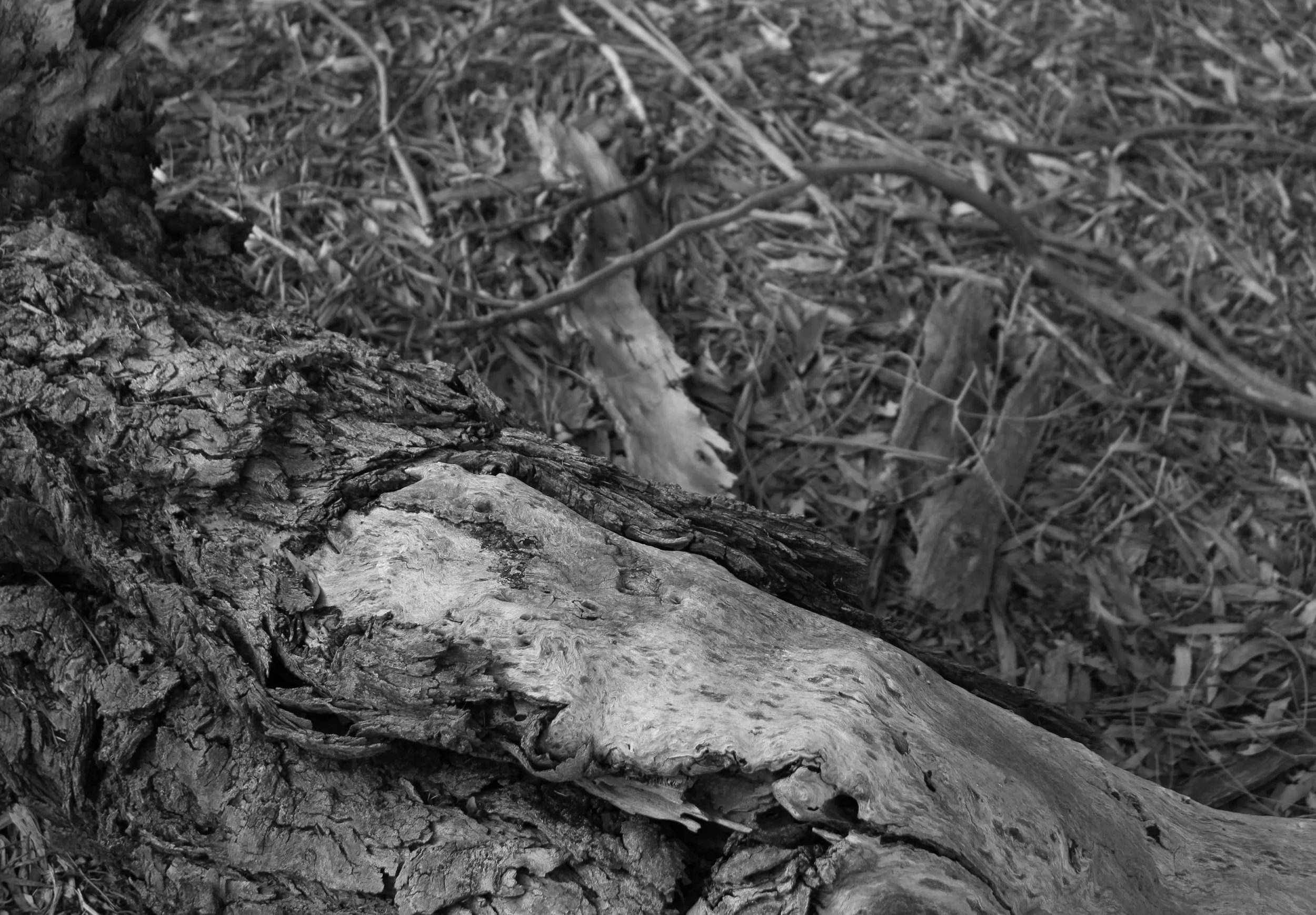 wood on ground copy.jpg