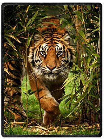 Tiger.jpg