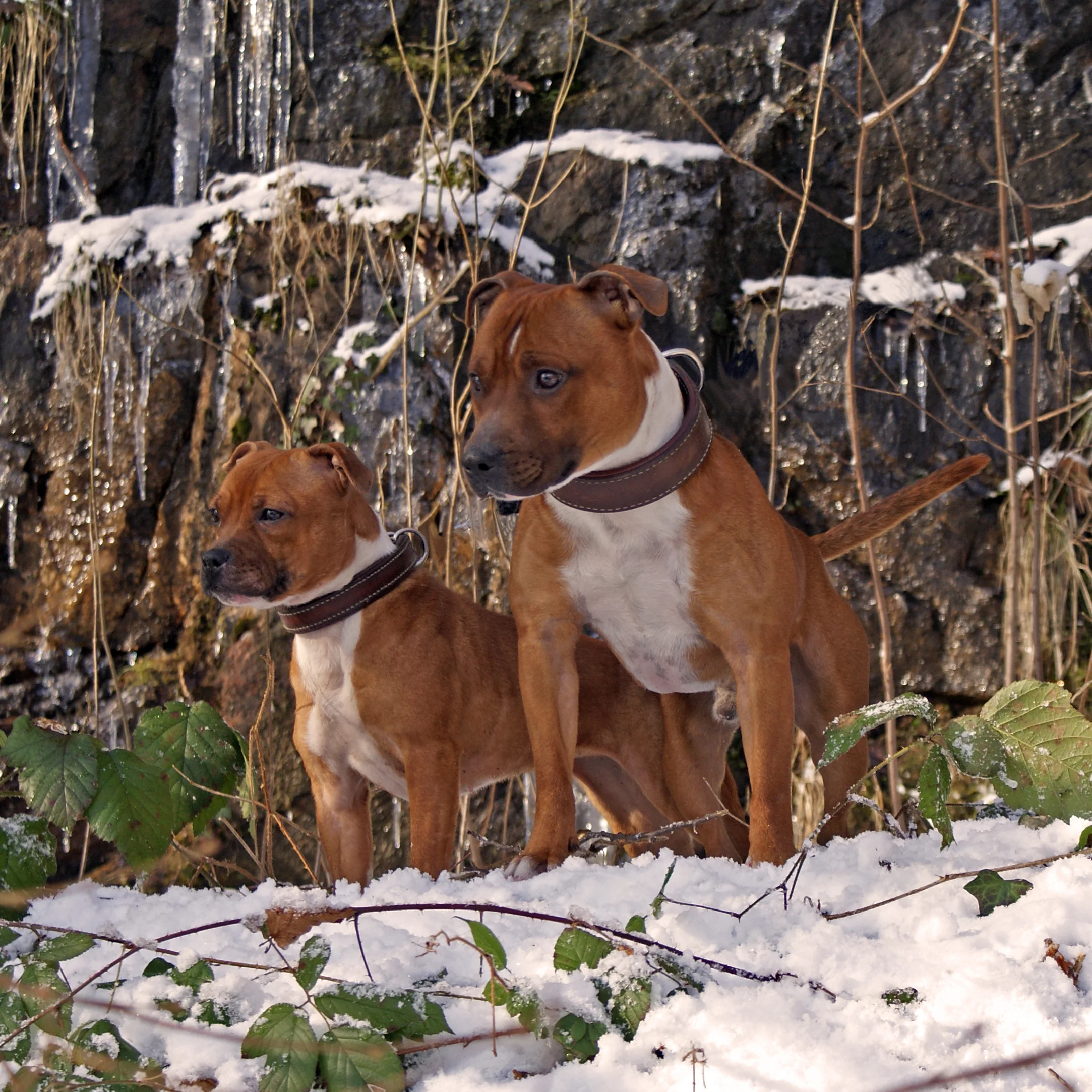 DSC05008-4.jpg