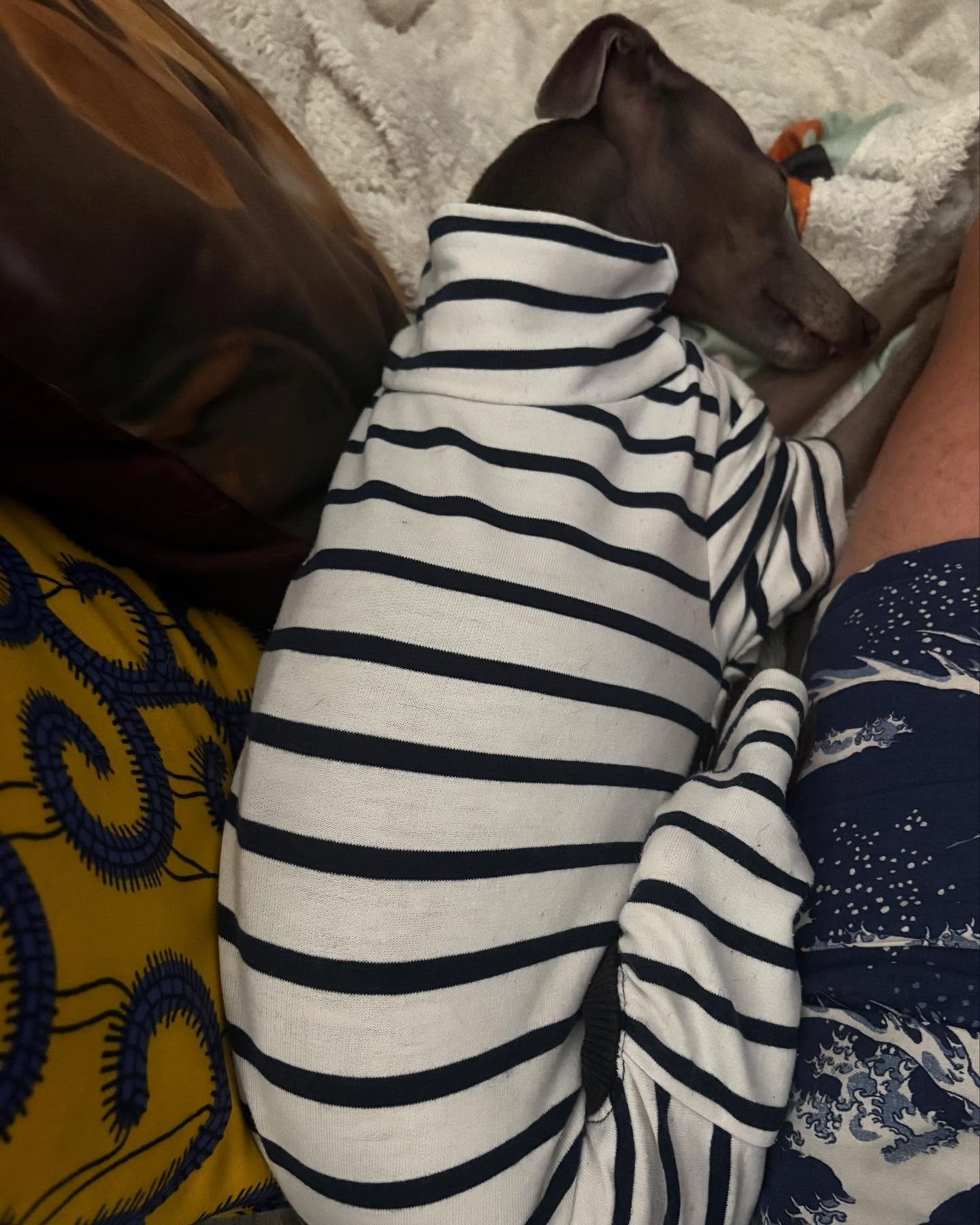 Last night&rsquo;s sleeping beauty.

@nia.pritch @sion_we @nia.pritch 

#georgeandfriends #doggydaycarehackney #doggydaycarehackneydowns #hackney #london #homerton #shoplocal #visitlondon #clapton #hackneydogs #dogsofhackney #dogwalking #puppydaycare