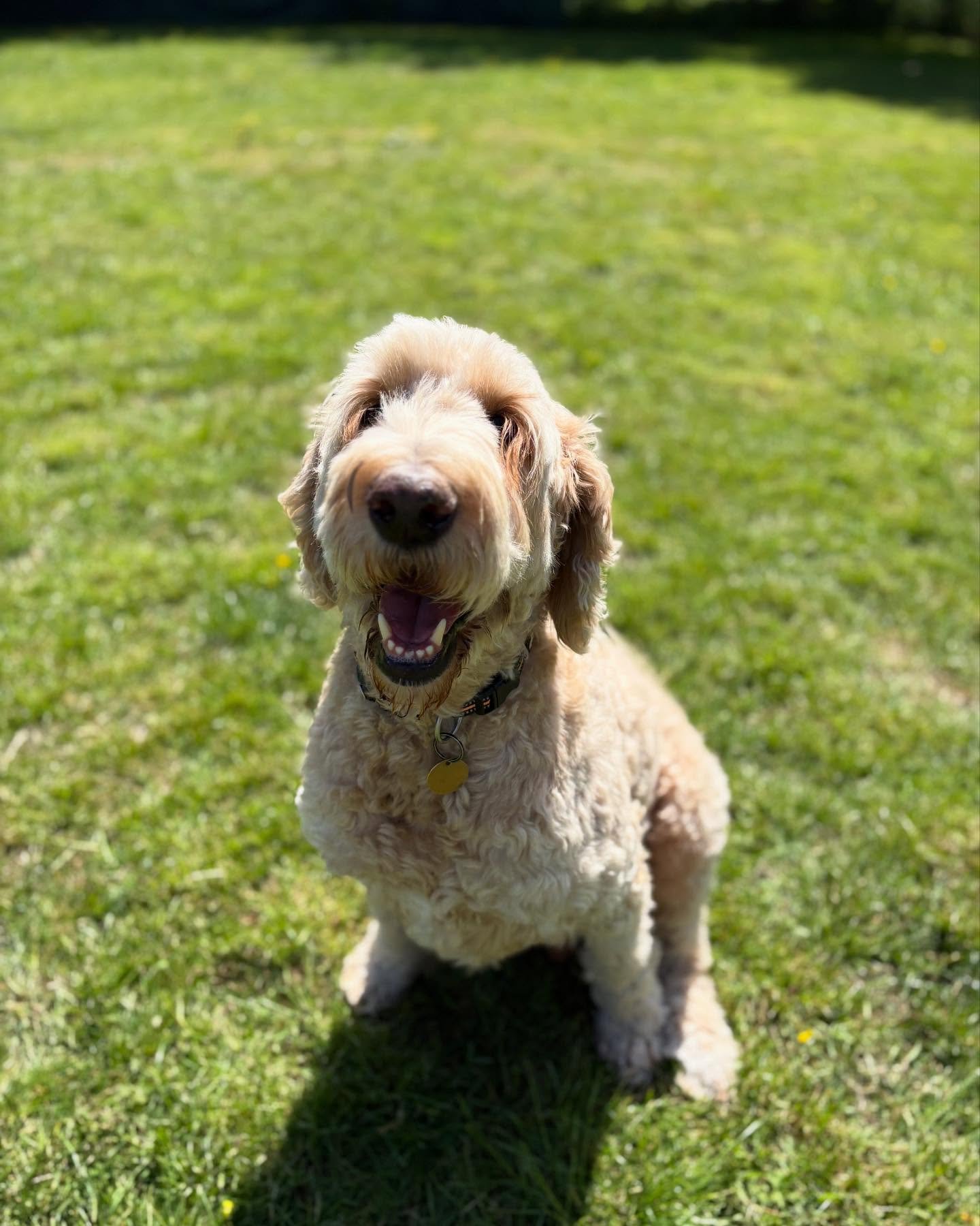 He&rsquo;s back!

@axelleyounger 

#georgeandfriends #doggydaycarehackney #doggydaycarehackneydowns #hackney #london #homerton #shoplocal #visitlondon #clapton #hackneydogs #dogsofhackney #dogwalking #puppydaycare #doggiedaycare #puppiesofhackney #do