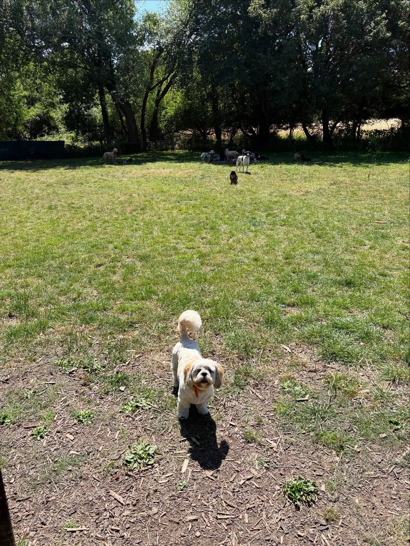 Happy belated 5th birthday to our little Kween!
Now let&rsquo;s pawty!

@lynne.james1 

#georgeandfriends #doggydaycarehackney #doggydaycarehackneydowns #hackney #london #homerton #shoplocal #visitlondon #clapton #hackneydogs #dogsofhackney #dogwalki
