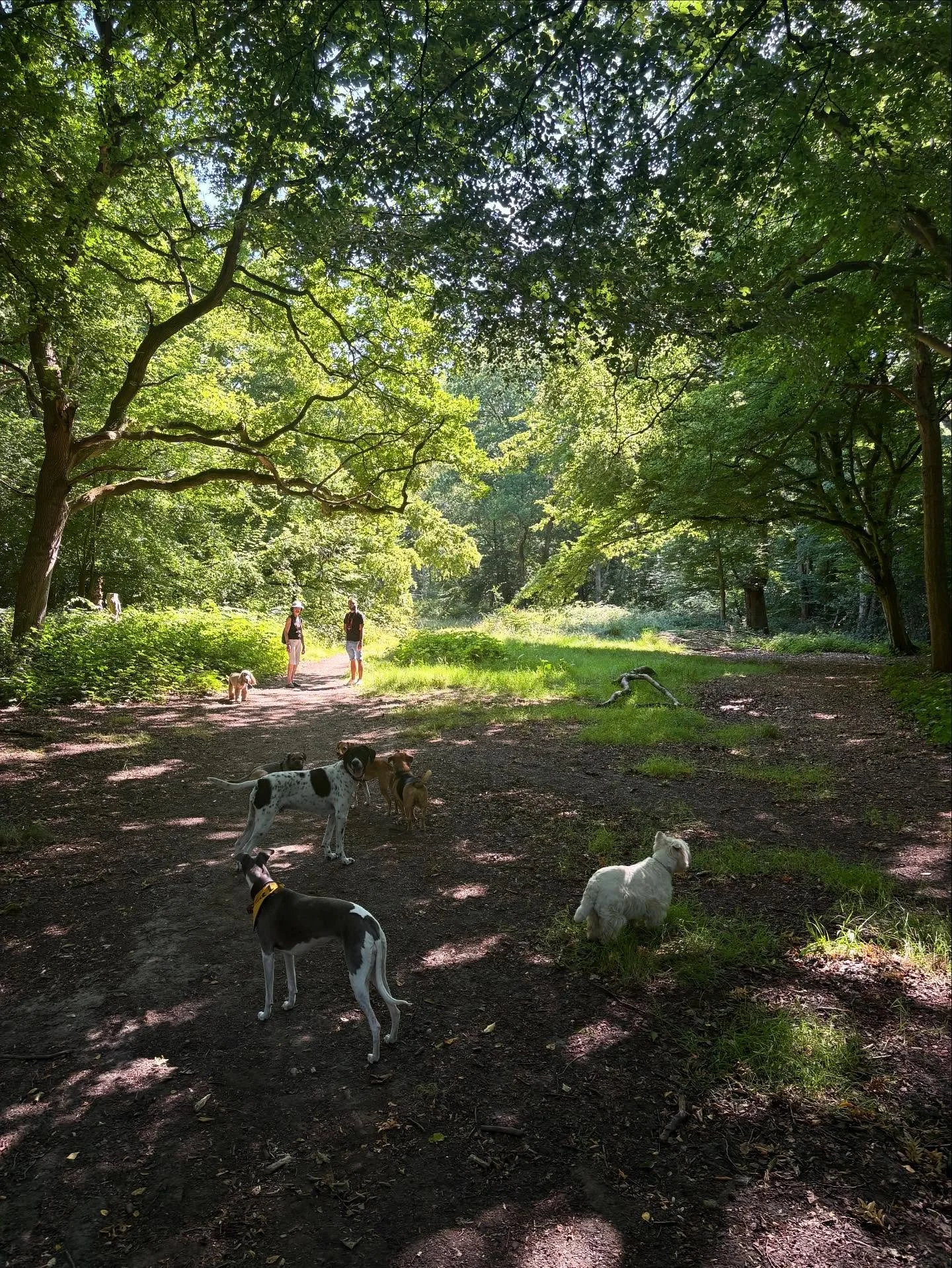 Friyays done right.

@adayinthefield_doggiedaycare @fraser.nina 

#georgeandfriends #doggydaycarehackney #doggydaycarehackneydowns #hackney #london #homerton #shoplocal #visitlondon #clapton #hackneydogs #dogsofhackney #dogwalking #puppydaycare #dogg