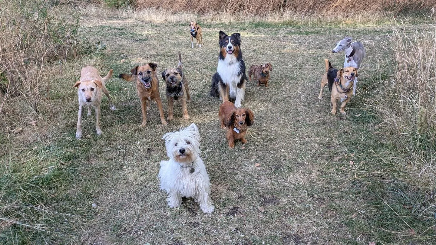 Picture Pawfect!
Thanks @dog_nanny_hackney 

@bootsthewonderdog @david5mith @rlafebrebailey @liz_anne_chapman @theduchessofdalston 

#georgeandfriends #doggydaycarehackney #doggydaycarehackneydowns #hackney #london #homerton #shoplocal #visitlondon #