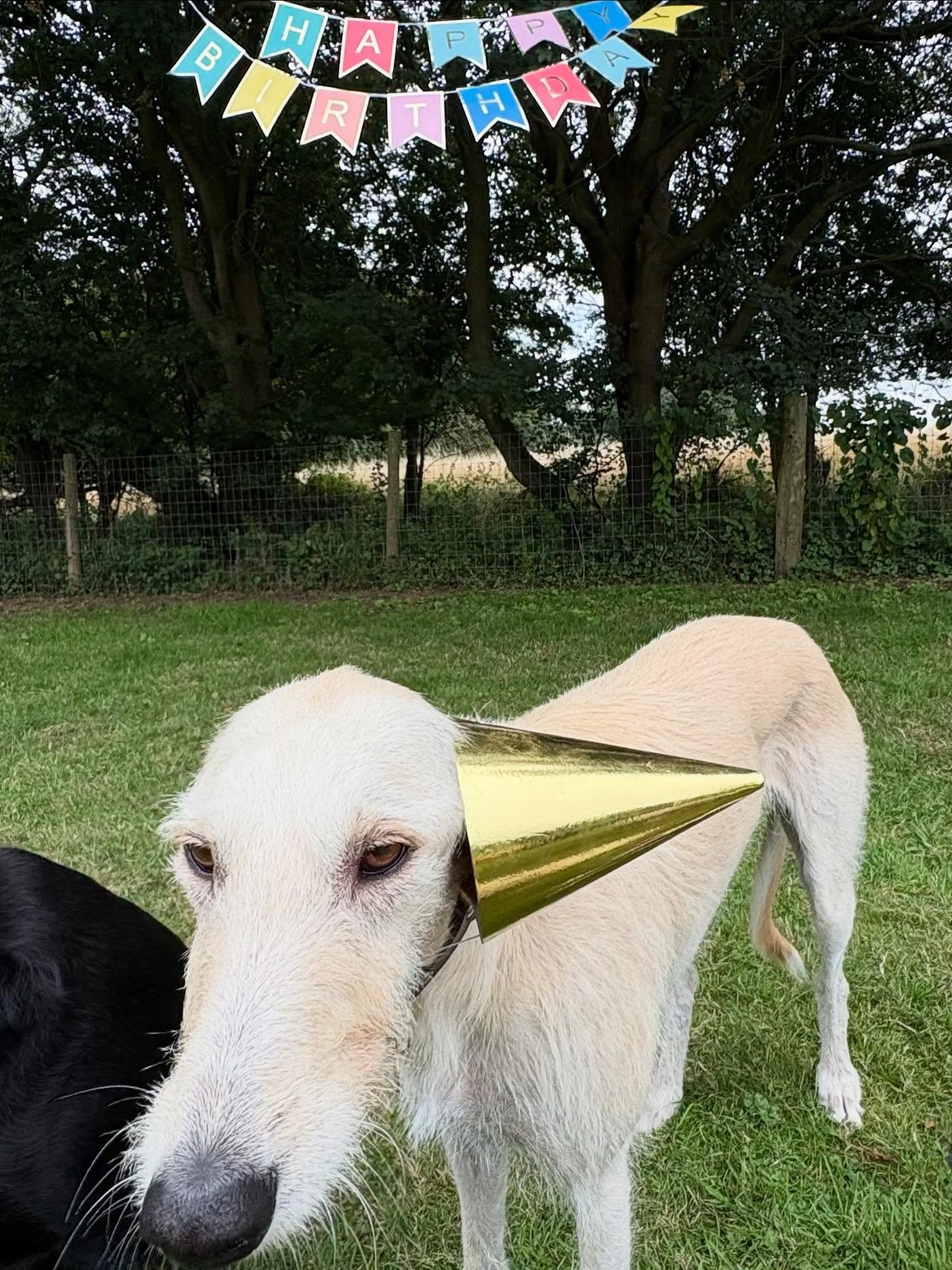 Happy belated birthday Kween!
We ❤️ you!

@rupertgoodwin @cunningham_thc 

#georgeandfriends #doggydaycarehackney #doggydaycarehackneydowns #hackney #london #homerton #shoplocal #visitlondon #clapton #hackneydogs #dogsofhackney #dogwalking #puppydayc