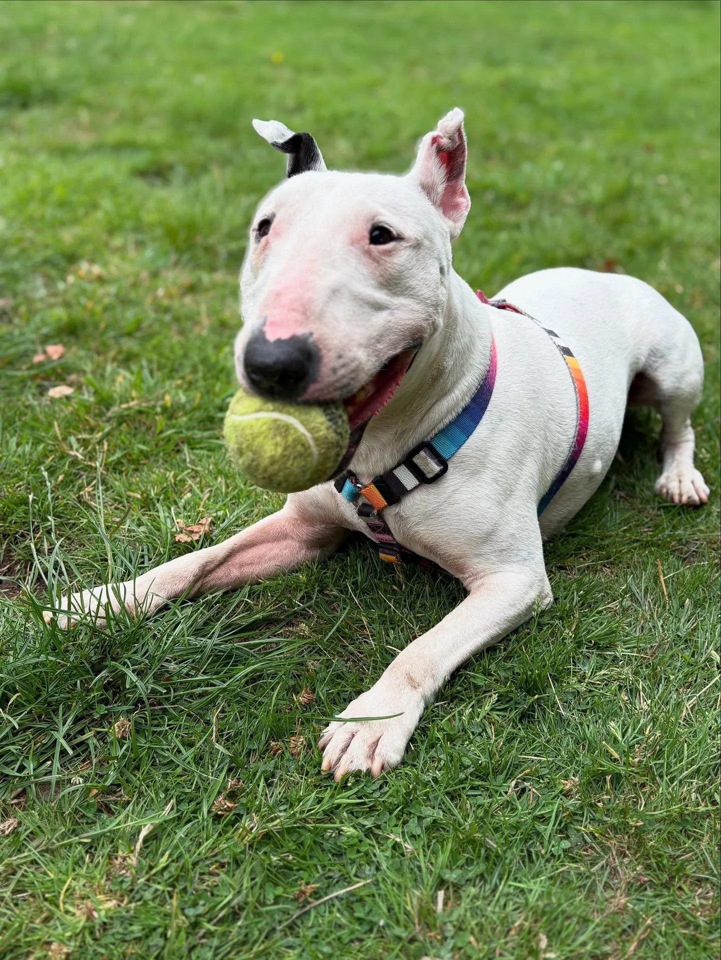 Meet @kimbull.jpg, who absolutely smashed it on his furst day with us.
Furst Bull Terrier ever at G&amp;F too!

#georgeandfriends #doggydaycarehackney #doggydaycarehackneydowns #hackney #london #homerton #shoplocal #visitlondon #clapton #hackneydogs 