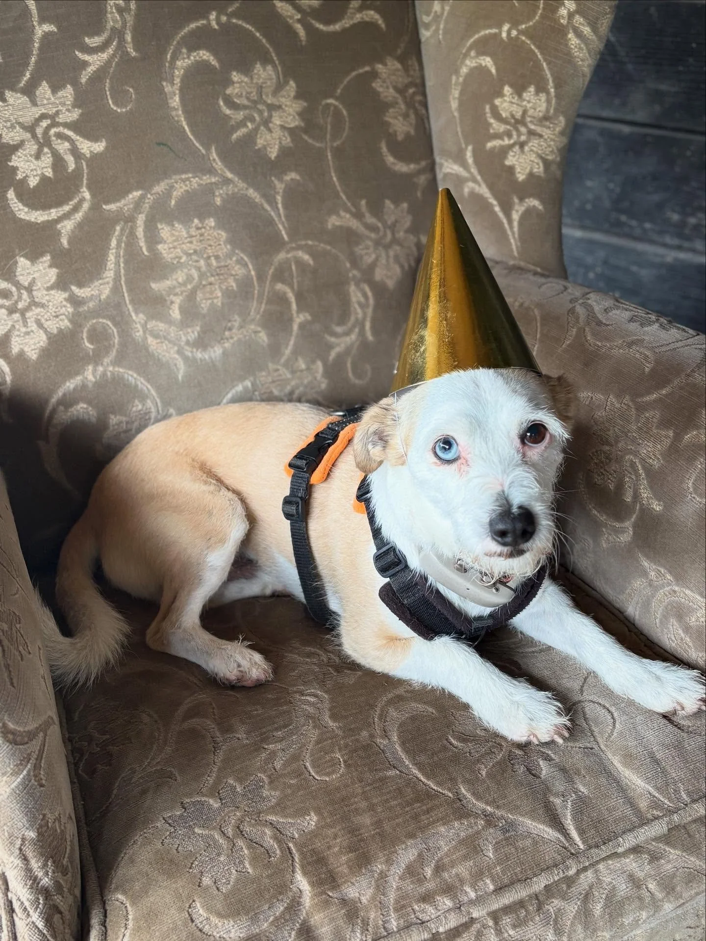 Happy belated 5th birthday sweet @phileasfoggtheunderdogg.
We ❤️ you!

@busybeingabetterhuman @shmarsh2210 
#minidachshund #minidachshundofinstagram #sausagedog #sausagedogsofinstagram #rescuedog #rescuedogsofinstagram #adoptdontshop #giveadogahome #