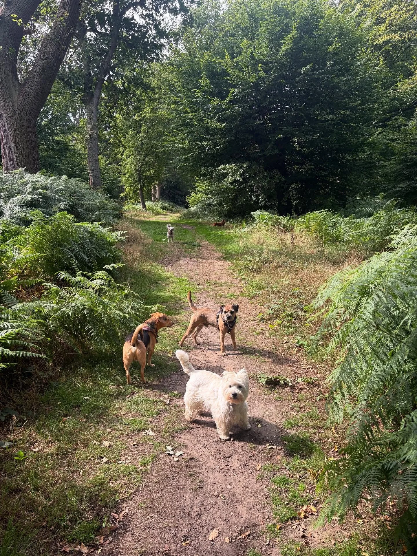 Friyays done right.

@lyzswanton @liz_anne_chapman @david5mith @rlafebrebailey @theduchessofdalston 

#georgeandfriends #doggydaycarehackney #doggydaycarehackneydowns #hackney #london #homerton #shoplocal #visitlondon #clapton #hackneydogs #dogsofhac
