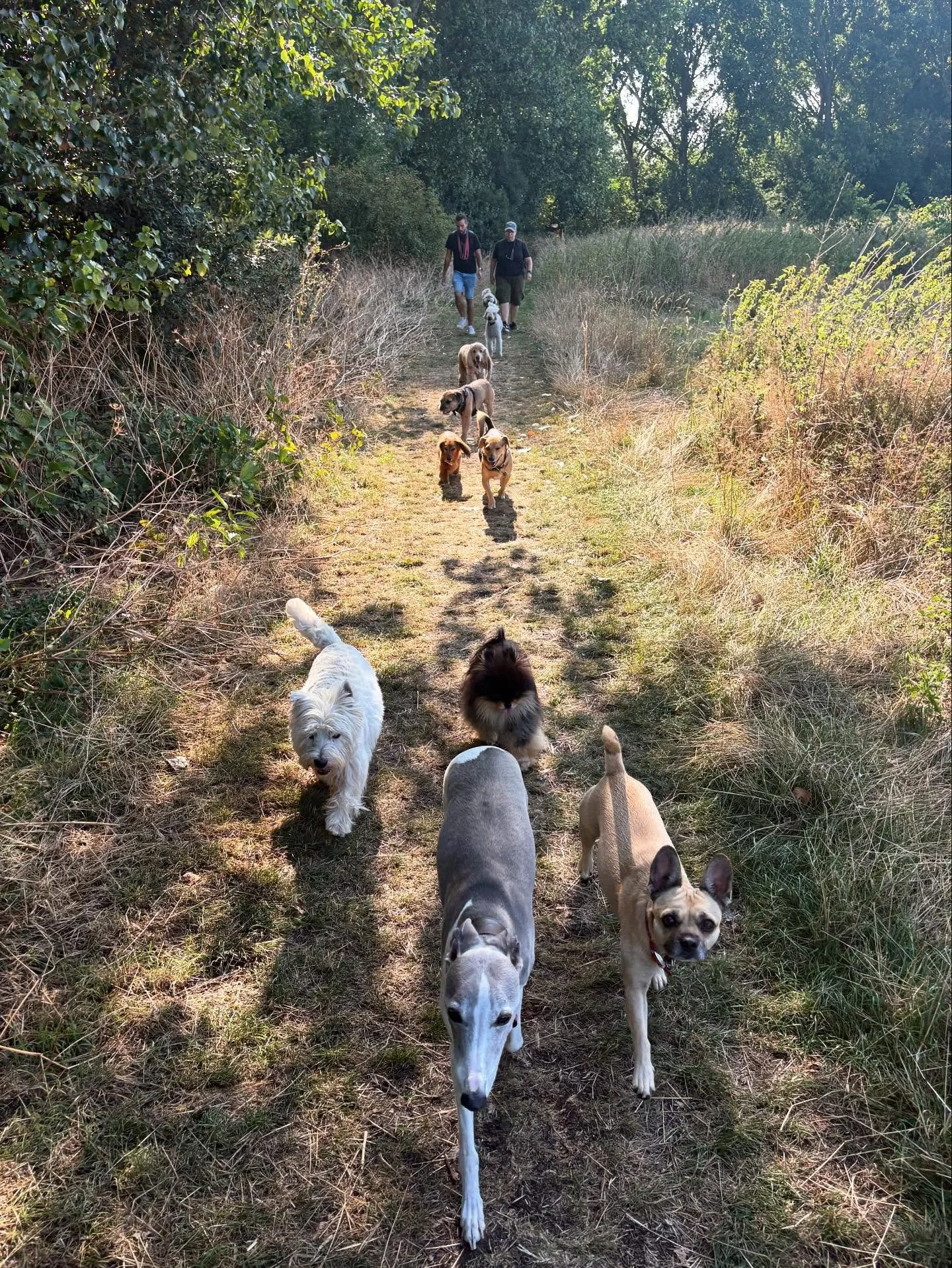 Keep putting one paw in front of the other.

@liz_anne_chapman @sir_ralph_pomelot @david5mith @rlafebrebailey @theduchessofdalston @mollygramming 

#georgeandfriends #doggydaycarehackney #doggydaycarehackneydowns #hackney #london #homerton #shoplocal