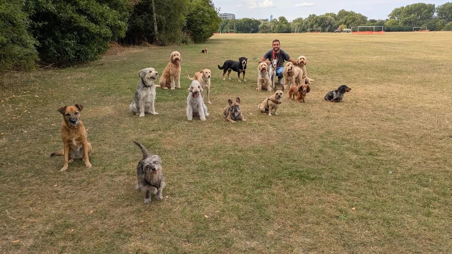 Friyay Squad goals

@rlafebrebailey @david5mith @adayinthefield_doggiedaycare @dog_nanny_hackney @truffle.sausage @dorathegreek @misstraciarlene @fujitakaoru @luciasanti71 

#georgeandfriends #doggydaycarehackney #doggydaycarehackneydowns #hackney #l