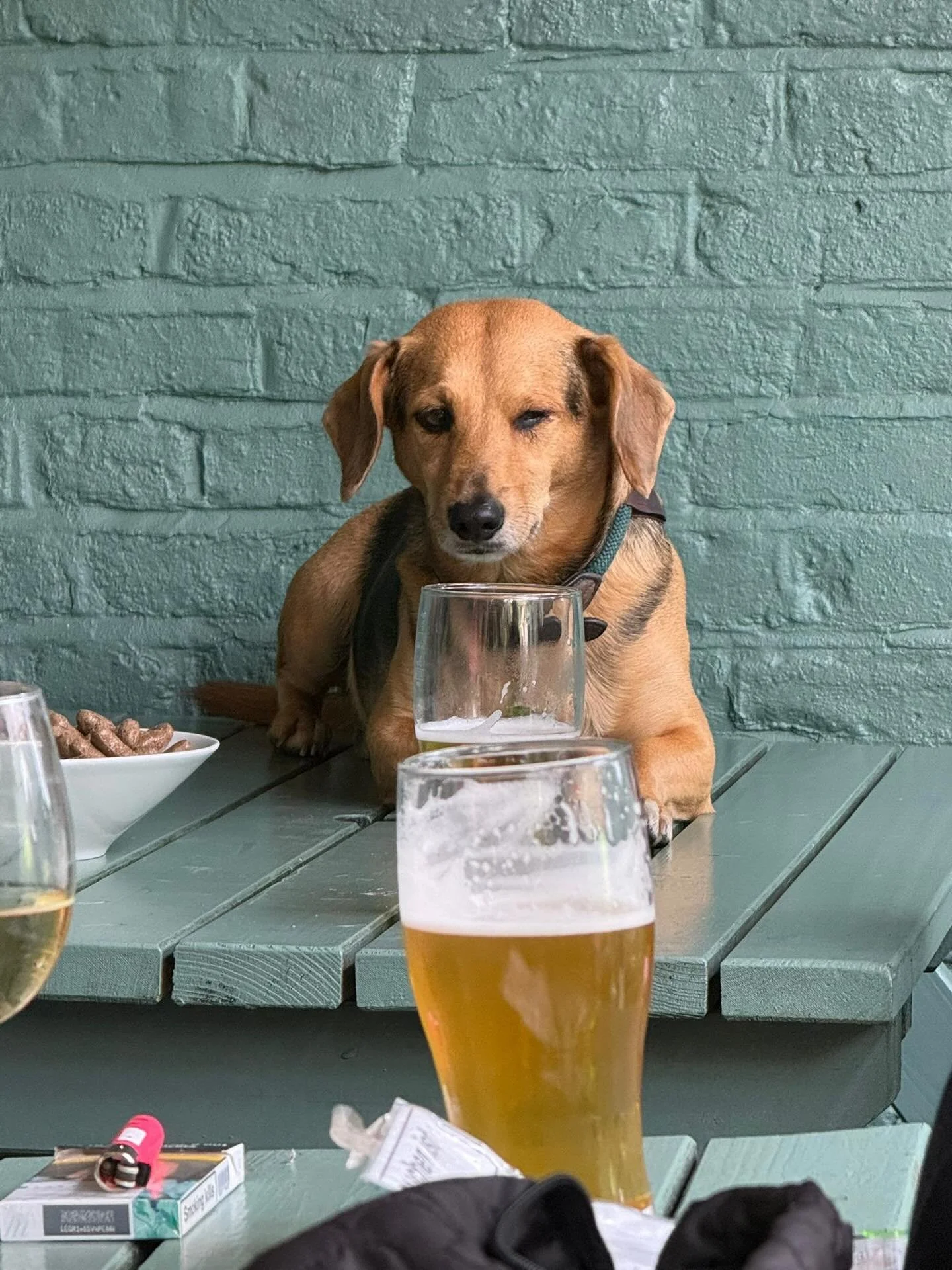 How it started vs how it ended.

@matteo__mercuri 
#minidachshund #minidachshundofinstagram #sausagedog #sausagedogsofinstagram #rescuedog #rescuedogsofinstagram #adoptdontshop #giveadogahome #george #winston #dogsofinstagram #lovedogs #dogadventures