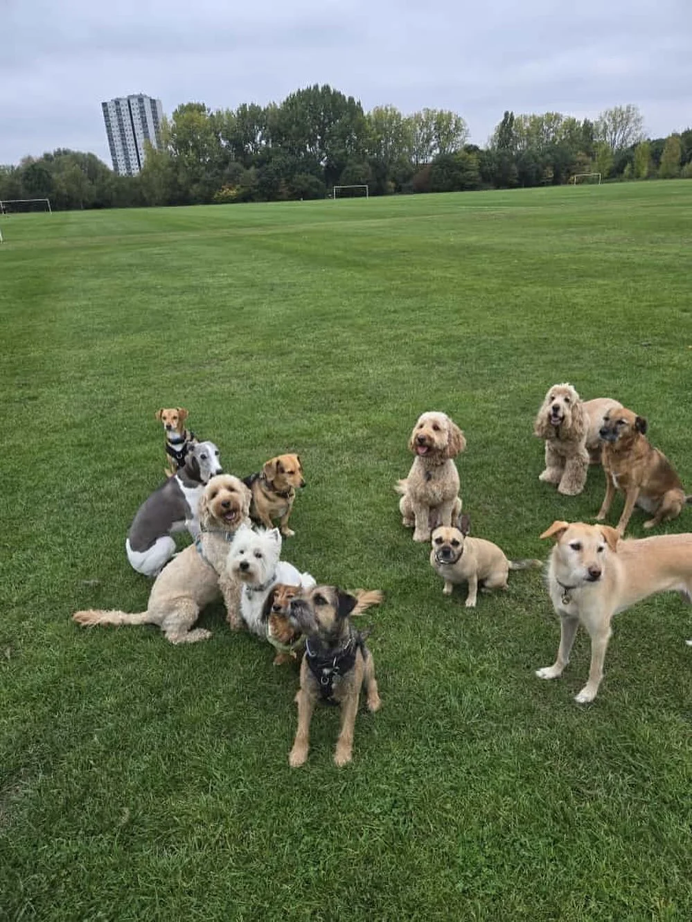 Friyay Squad Goals

@theduchessofdalston @rlafebrebailey @bootsthewonderdog @liz_anne_chapman