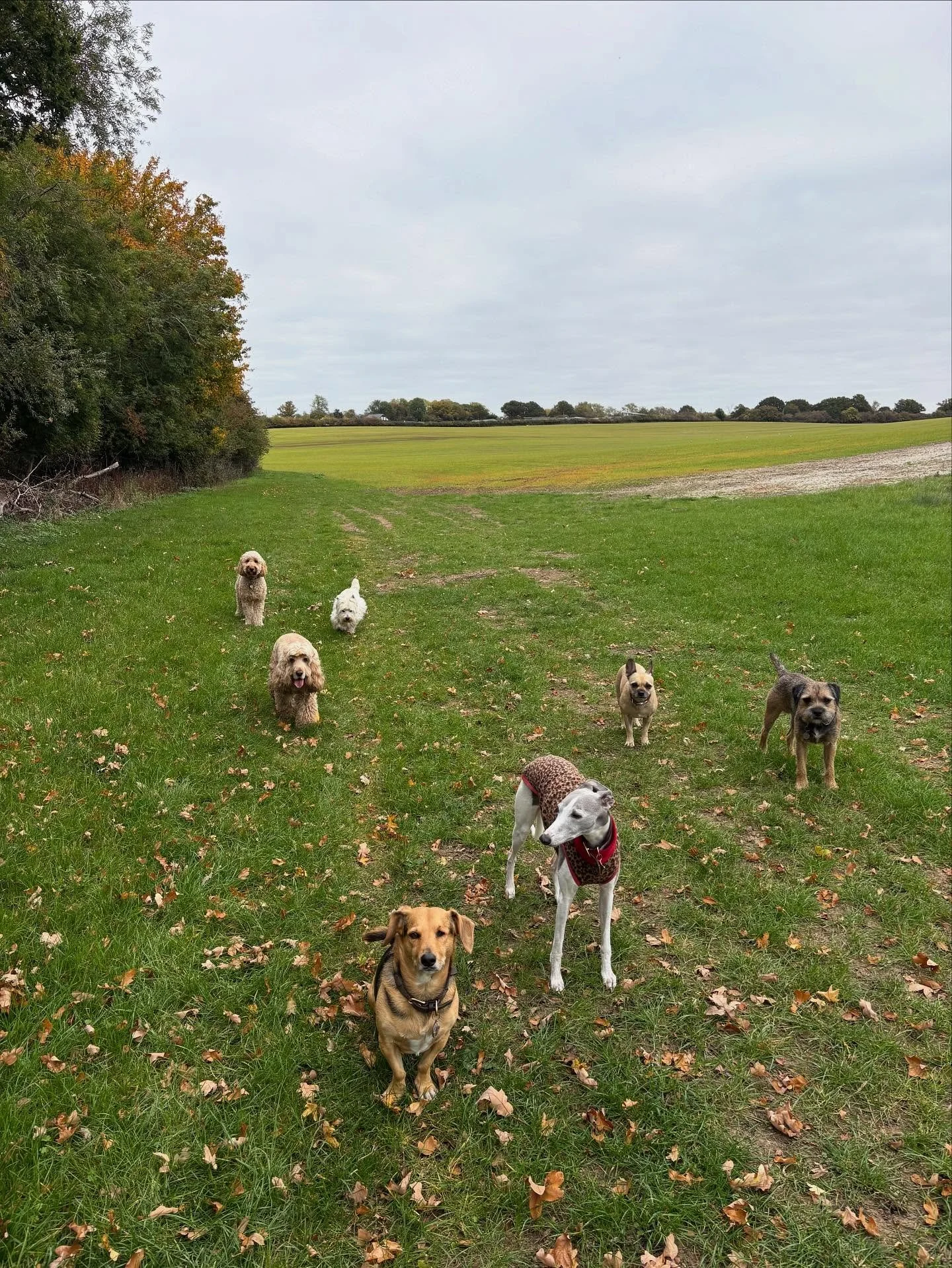 Friyay Squad goals 

@theduchessofdalston @liz_anne_chapman @adayinthefield_doggiedaycare 

#georgeandfriends #doggydaycarehackney #doggydaycarehackneydowns #hackney #london #homerton #shoplocal #visitlondon #clapton #hackneydogs #dogsofhackney #dogw