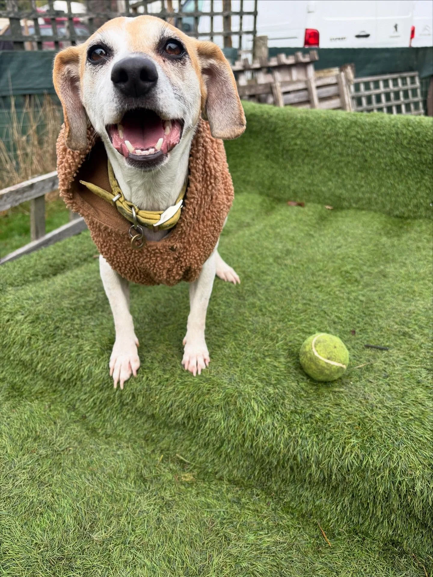 It&rsquo;s her furst offurcial pawtrait.
Welcome to the G&amp;F fam Nellie ❤️

@lizparry11 

#georgeandfriends #doggydaycarehackney #doggydaycarehackneydowns #hackney #london #homerton #shoplocal #visitlondon #clapton #hackneydogs #dogsofhackney #dog