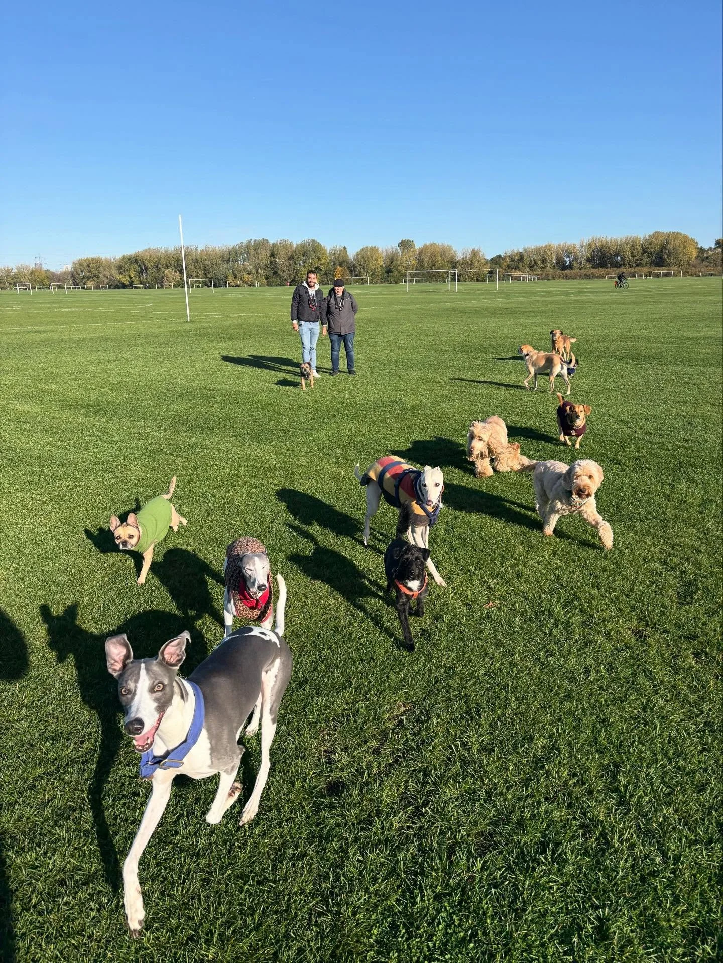 Friyay Squad goals 

@theduchessofdalston @adayinthefield_doggiedaycare @dog_nanny_hackney 

#georgeandfriends #doggydaycarehackney #doggydaycarehackneydowns #hackney #london #homerton #shoplocal #visitlondon #clapton #hackneydogs #dogsofhackney #dog