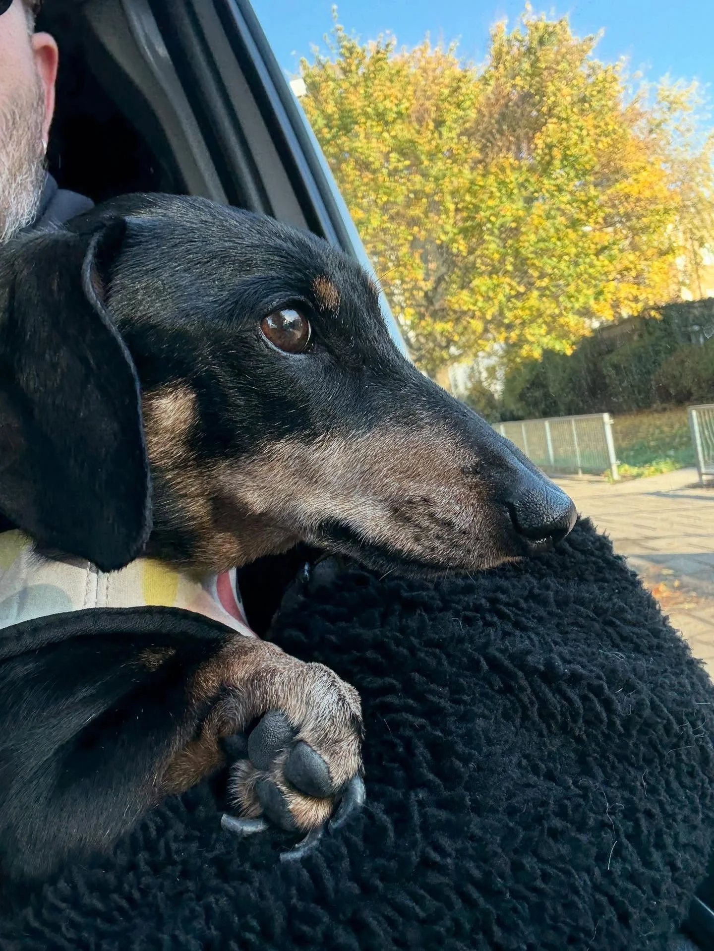 It&rsquo;s been almost 9 yrs since we last saw each other so it&rsquo;s really pawsome to welcome this little legend back to G&amp;F. He&rsquo;s an old boy now but still has plenty of energy! And bark!

#georgeandfriends #doggydaycarehackney #doggyda