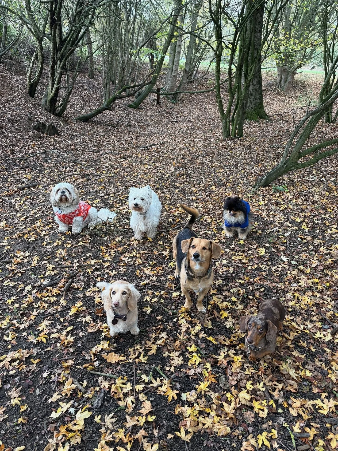 Group pawtrait

@lynne.james1 @loiselizabethcecilia @mcculloch9733 @quikksillver @liz_anne_chapman @sir_ralph_pomelot 

#georgeandfriends #doggydaycarehackney #doggydaycarehackneydowns #hackney #london #homerton #shoplocal #visitlondon #clapton #hack
