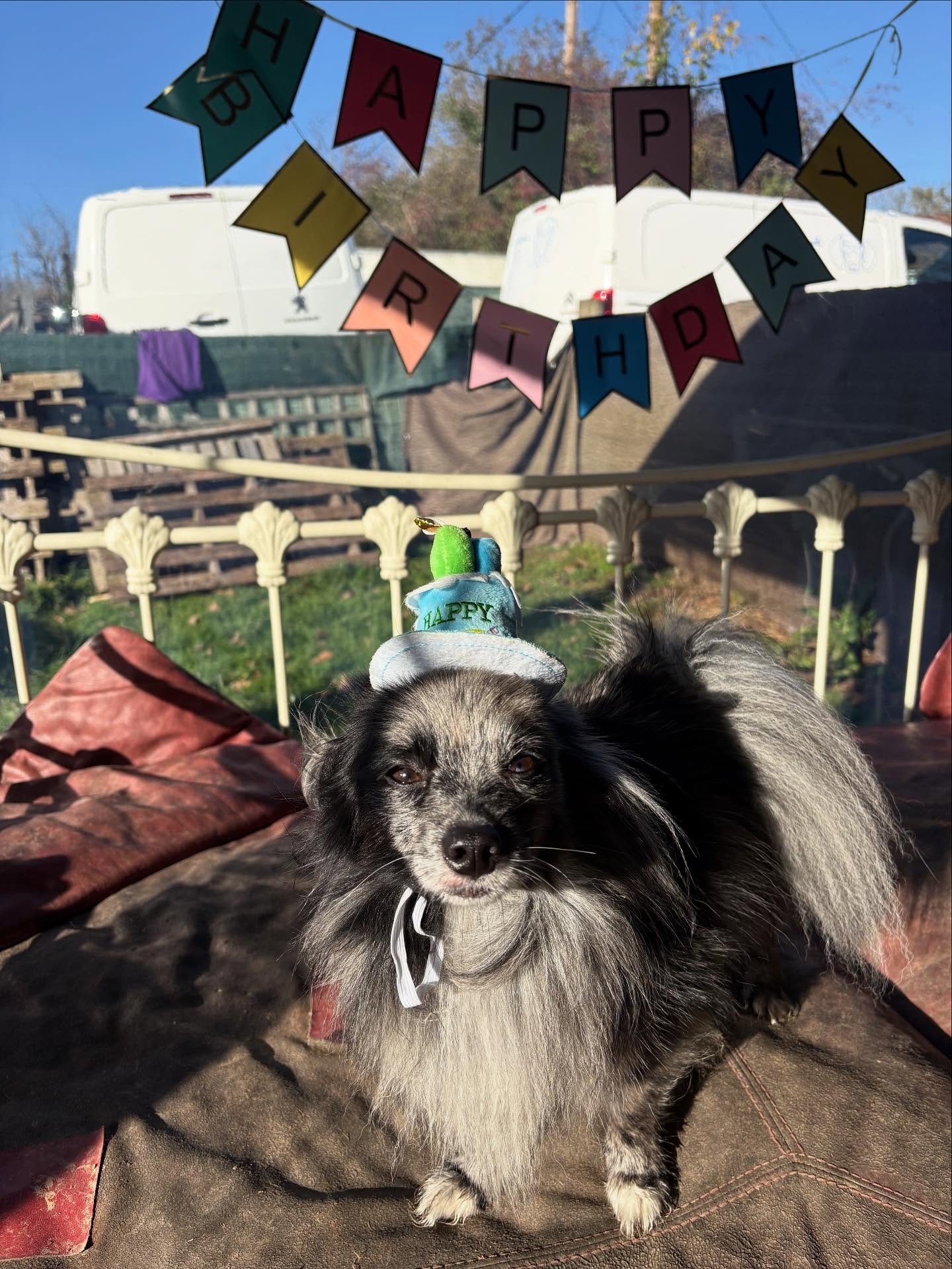 Double birthday, double trouble.

Wishing these two little legends the happiest of birthdays. We ❤️ you!

@angelbabyspike @mcculloch9733 @quikksillver 

#georgeandfriends #doggydaycarehackney #doggydaycarehackneydowns #hackney #london #homerton #shop