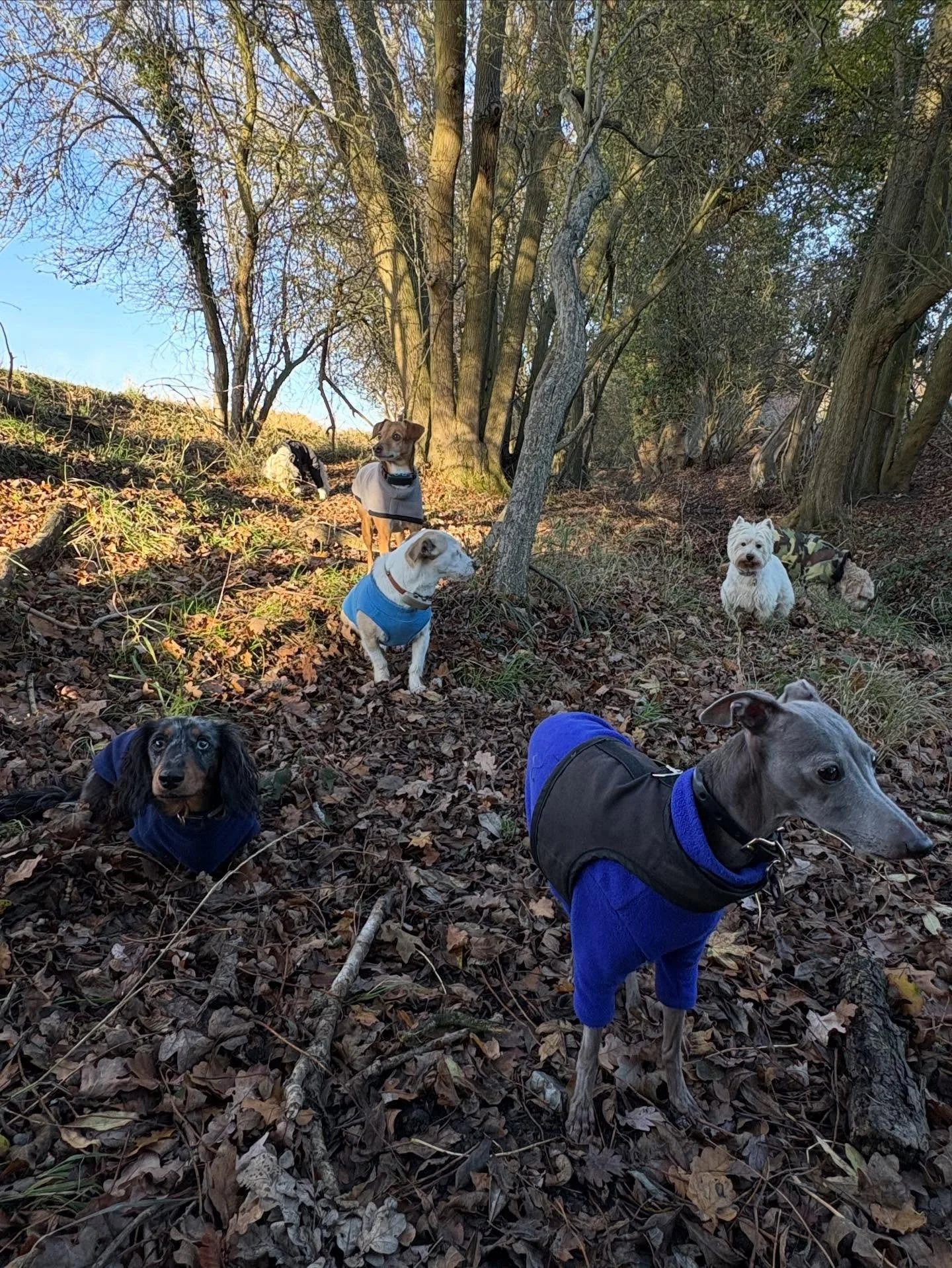 Squad goals 

@truffle.sausage @bootsthewonderdog @phileasfoggtheunderdogg @nia.pritch @liz_anne_chapman 

#georgeandfriends #doggydaycarehackney #doggydaycarehackneydowns #hackney #london #homerton #shoplocal #visitlondon #clapton #hackneydogs #dogs