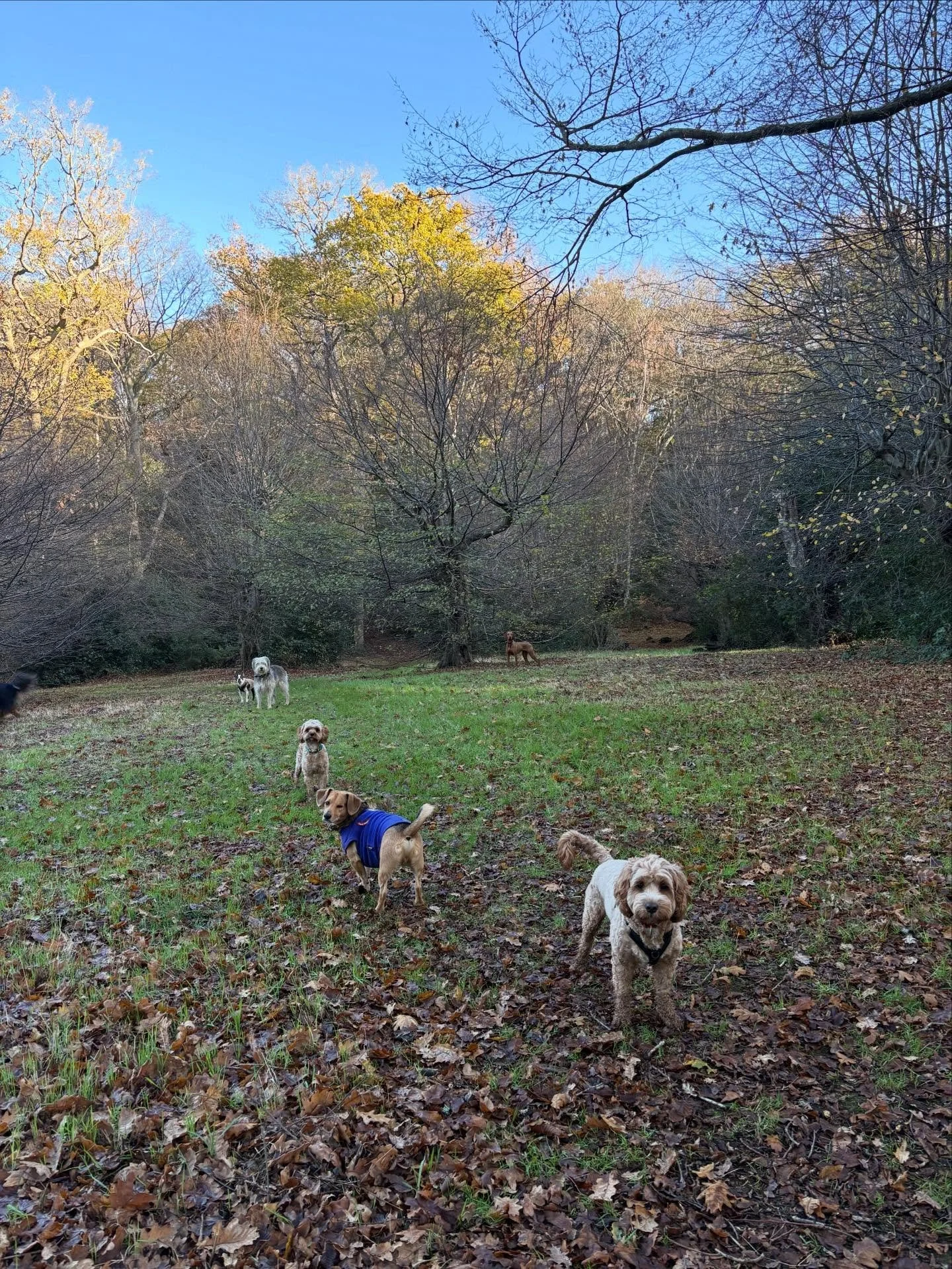 Back at our happy place on a Chewsday? What a treat!

@adieupraline @harry_eckersley @laurahaddleton @dorathegreek @bikesandbabies 

#georgeandfriends #doggydaycarehackney #doggydaycarehackneydowns #hackney #london #homerton #shoplocal #visitlondon #