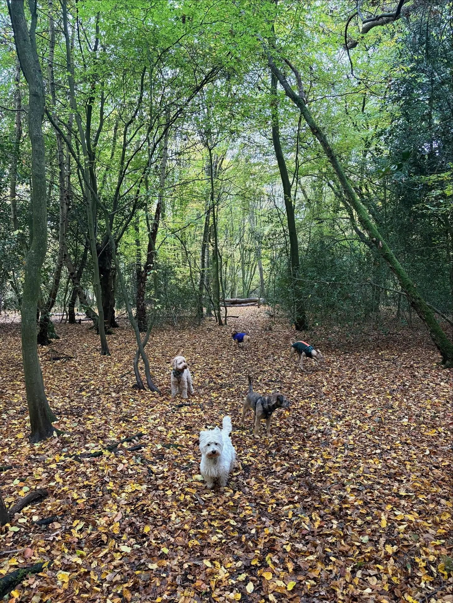 Autumn has definitely served some realness this week.

@liz_anne_chapman @daisygod @everything__must__grow @theduchessofdalston 

#georgeandfriends #doggydaycarehackney #doggydaycarehackneydowns #hackney #london #homerton #shoplocal #visitlondon #cla